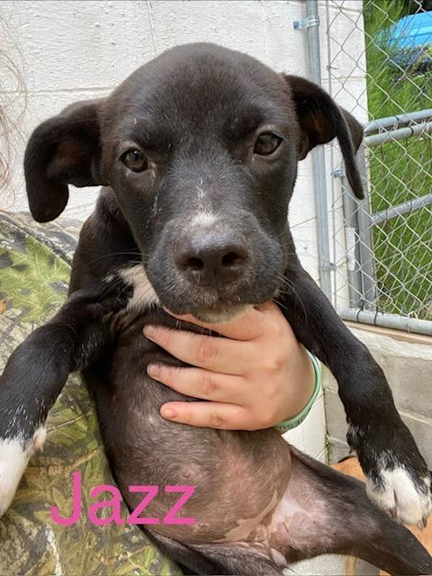Jazz, Adoptable, Puppy Female Labrador Retriever & Mixed Breed.