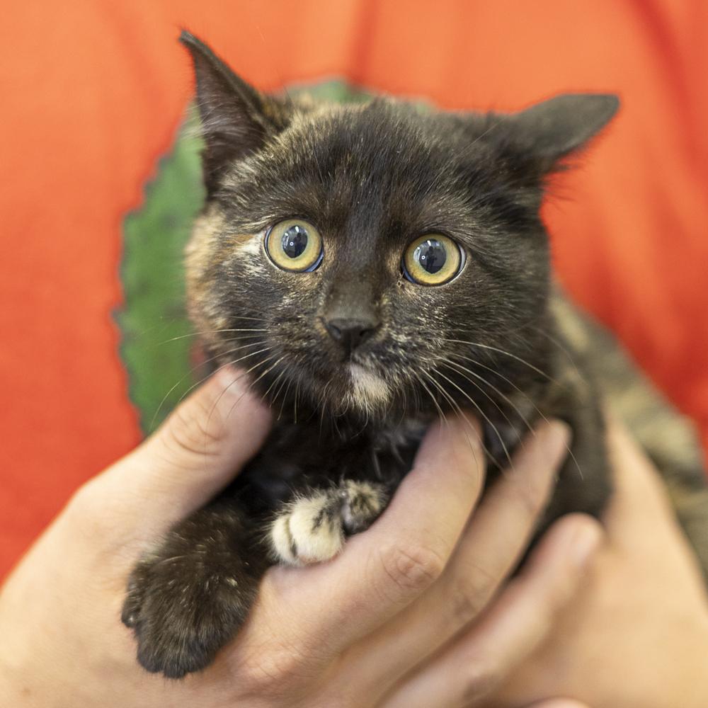 Enlarge **Cat Cafe** Ruby, a Adoptable Domestic Short Hair in Topeka, KS image 1/1