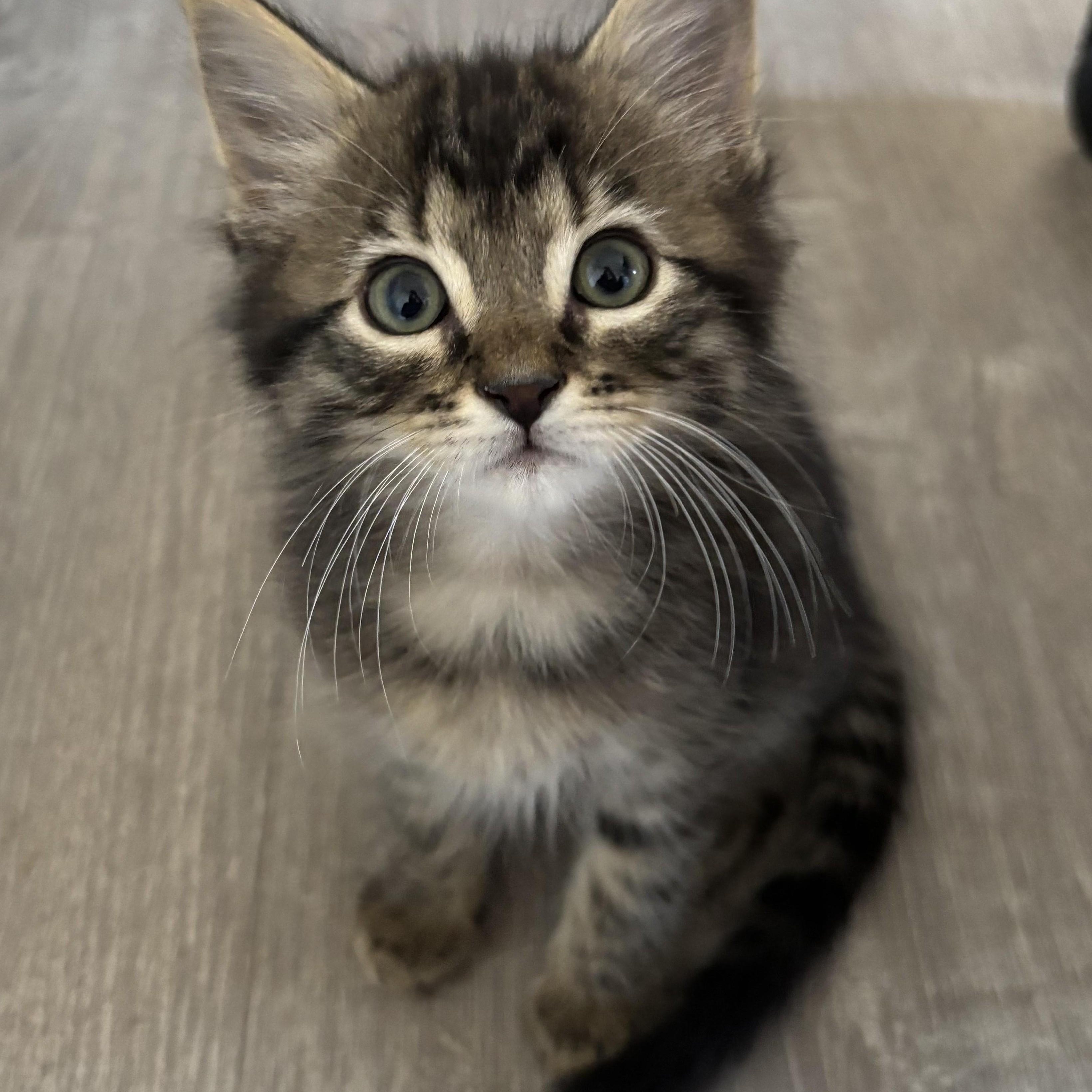 Oli