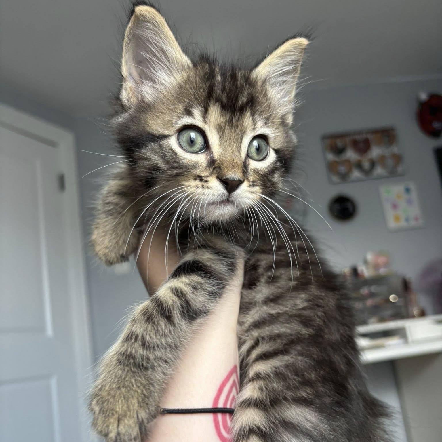 Oli