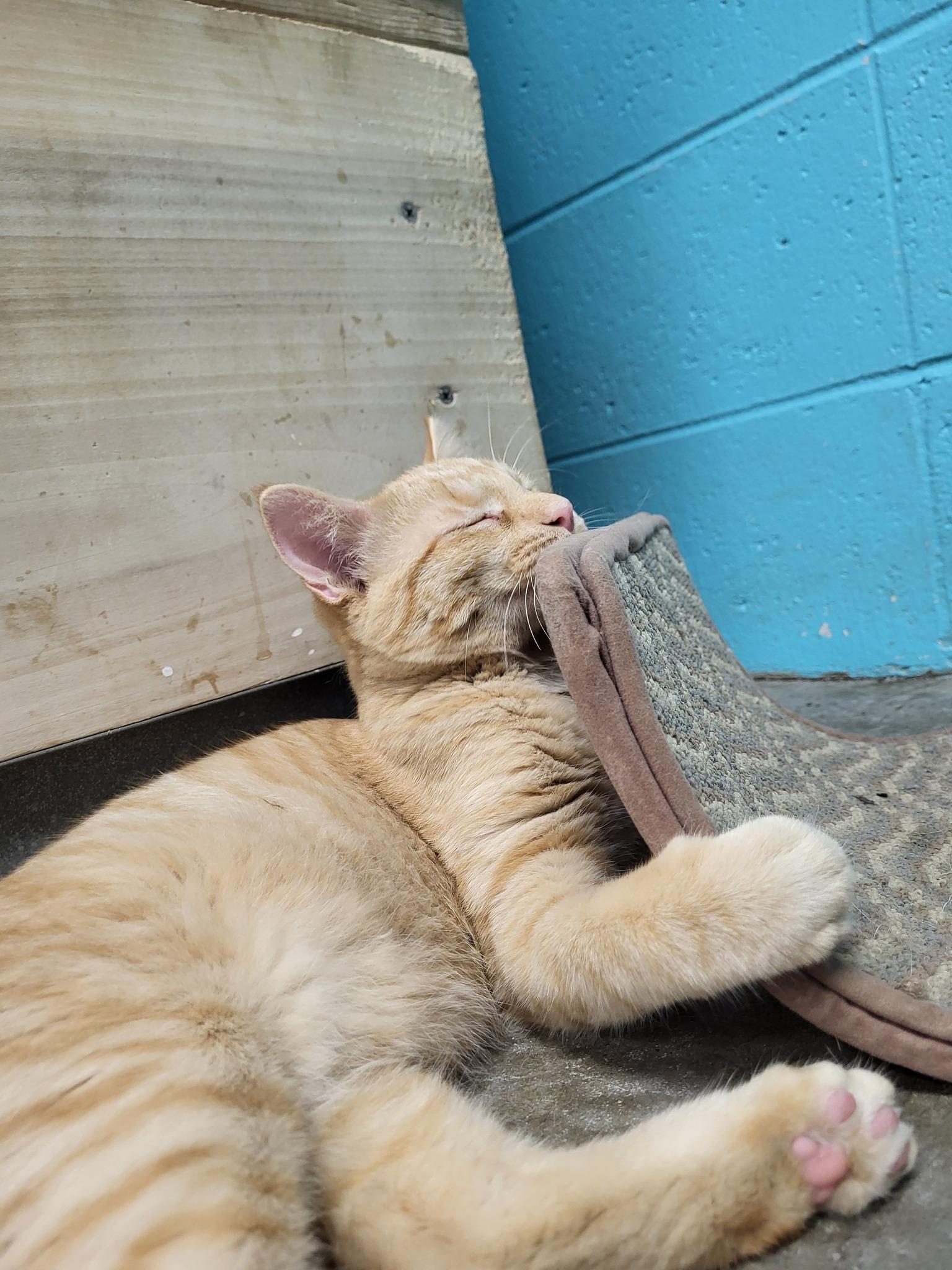 Stew, a Adoptable Domestic Short Hair in Chilton, WI image 6/6