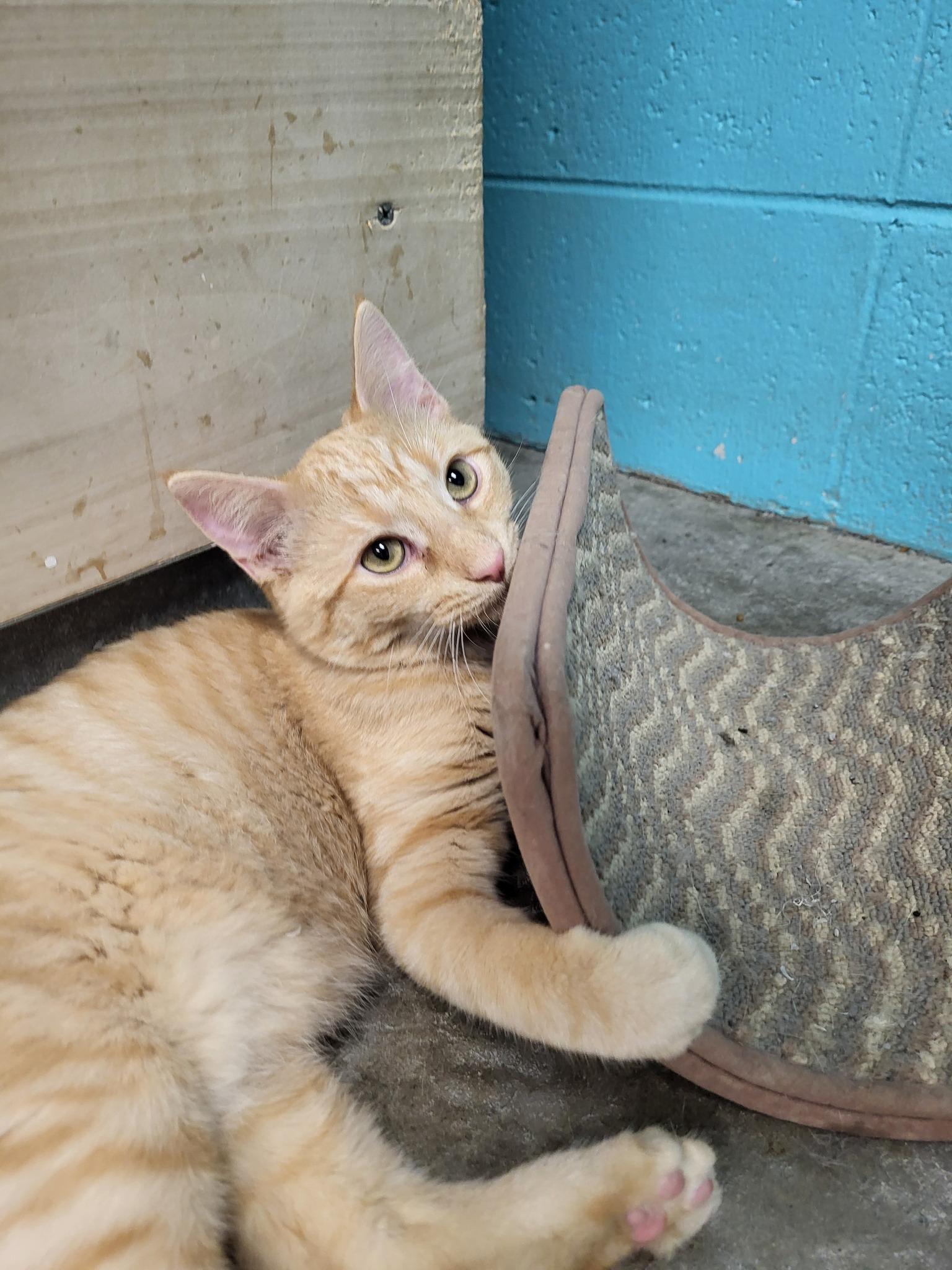 Stew, a Adoptable Domestic Short Hair in Chilton, WI image 5/6