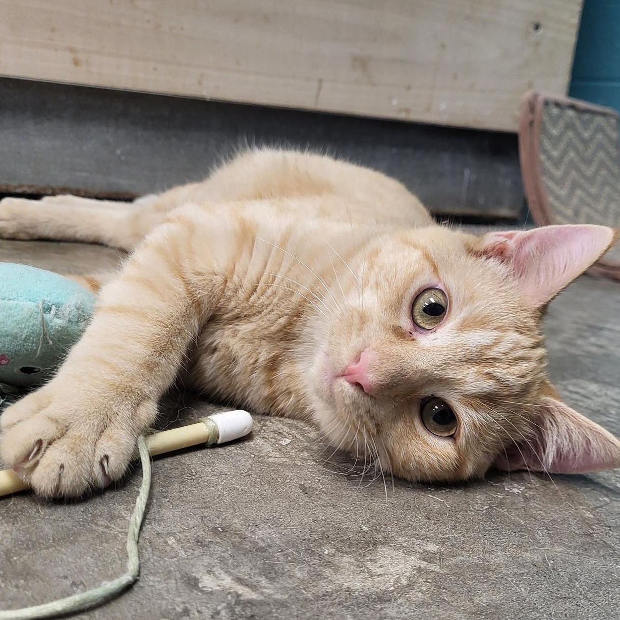 Stew, Adoptable, Young Male Domestic Short Hair.