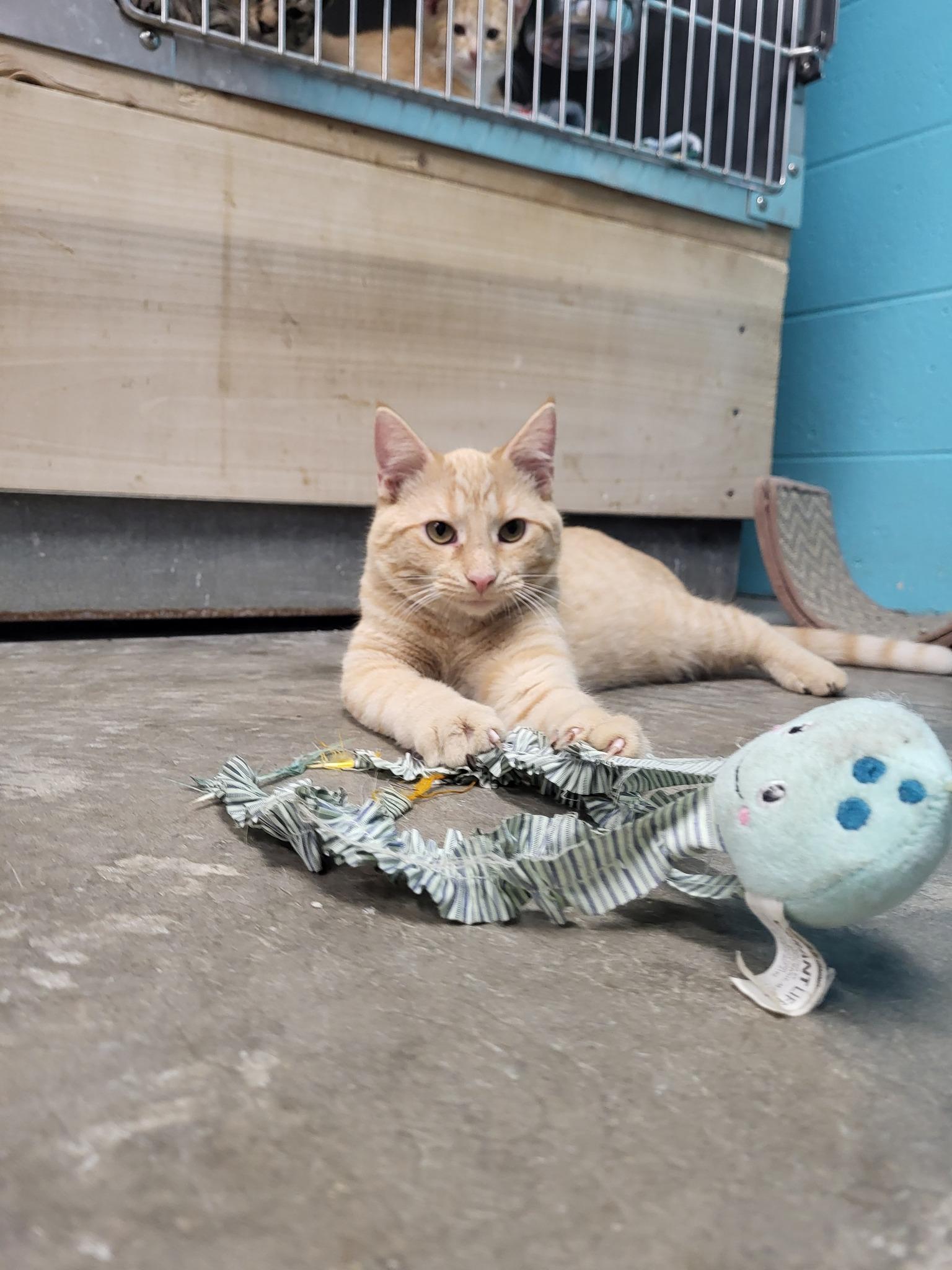 Stew, a Adoptable Domestic Short Hair in Chilton, WI image 4/6