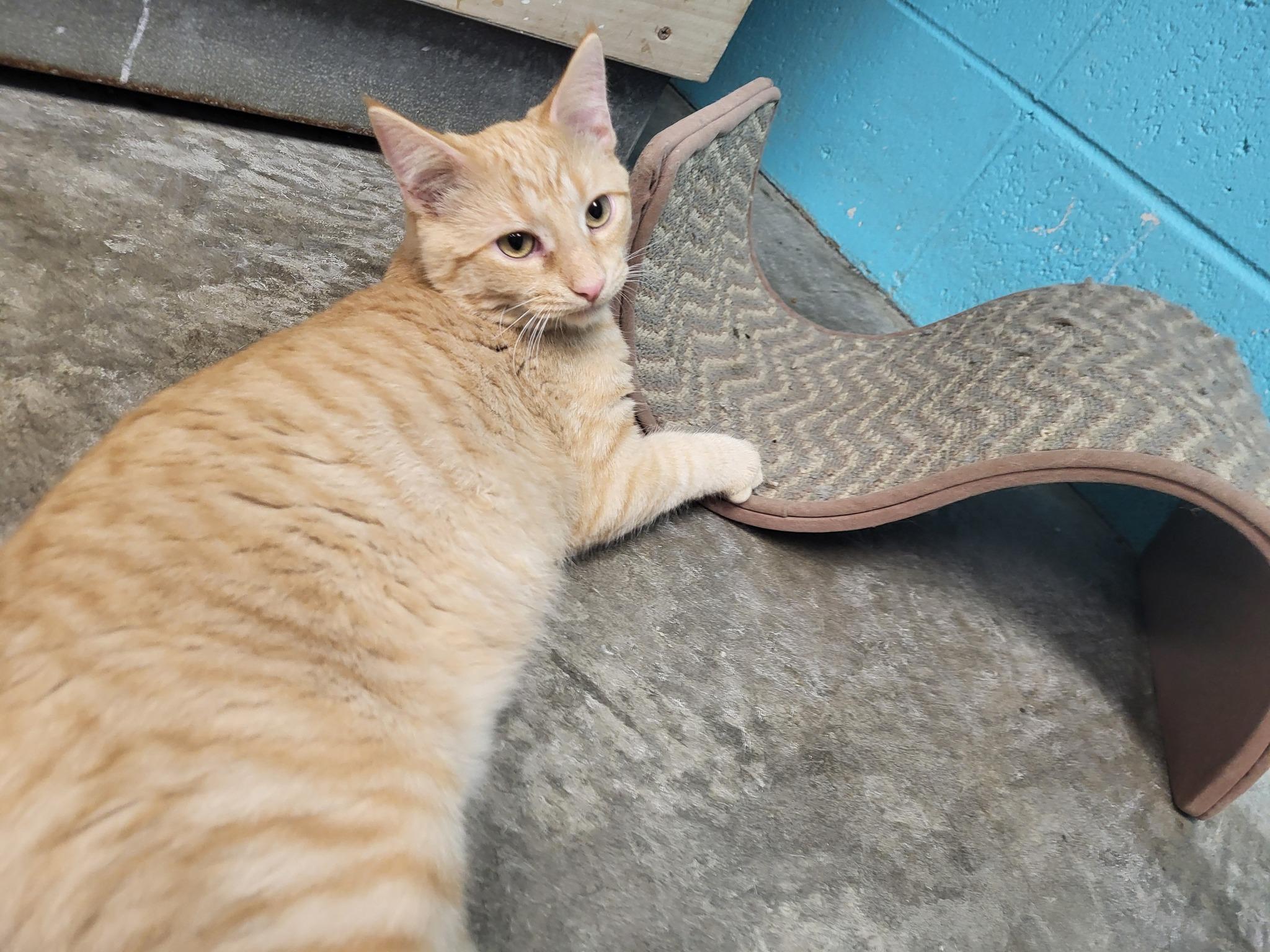 Stew, a Adoptable Domestic Short Hair in Chilton, WI image 2/6