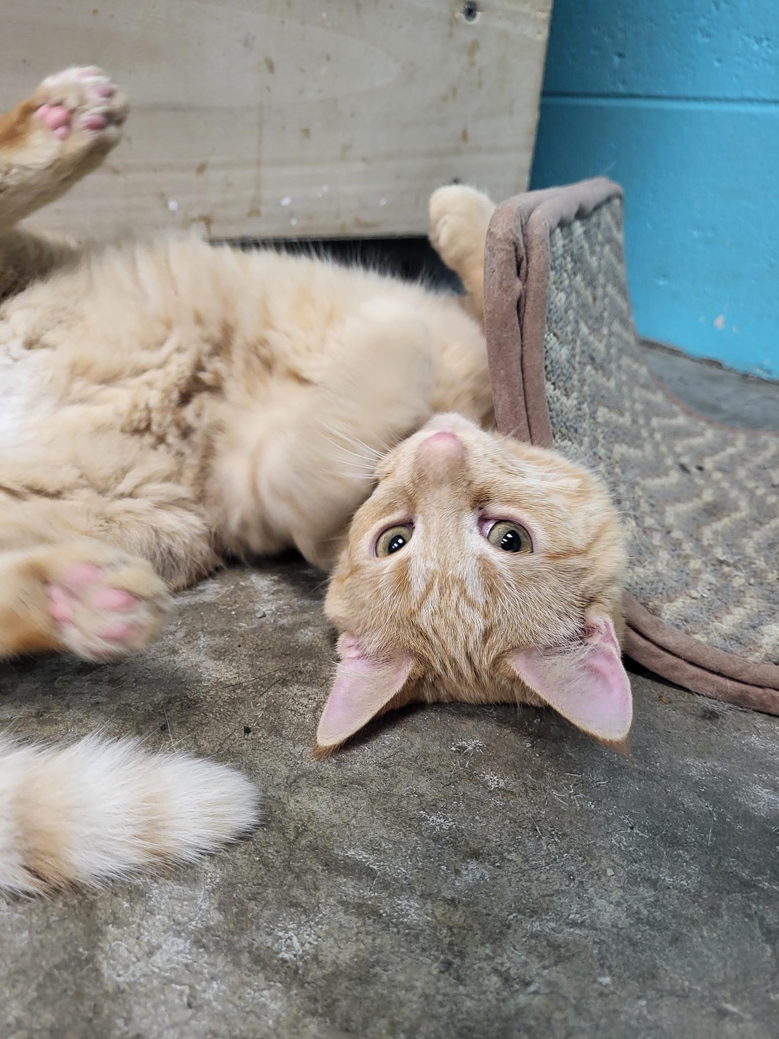 Stew, a Adoptable Domestic Short Hair in Chilton, WI image 3/6