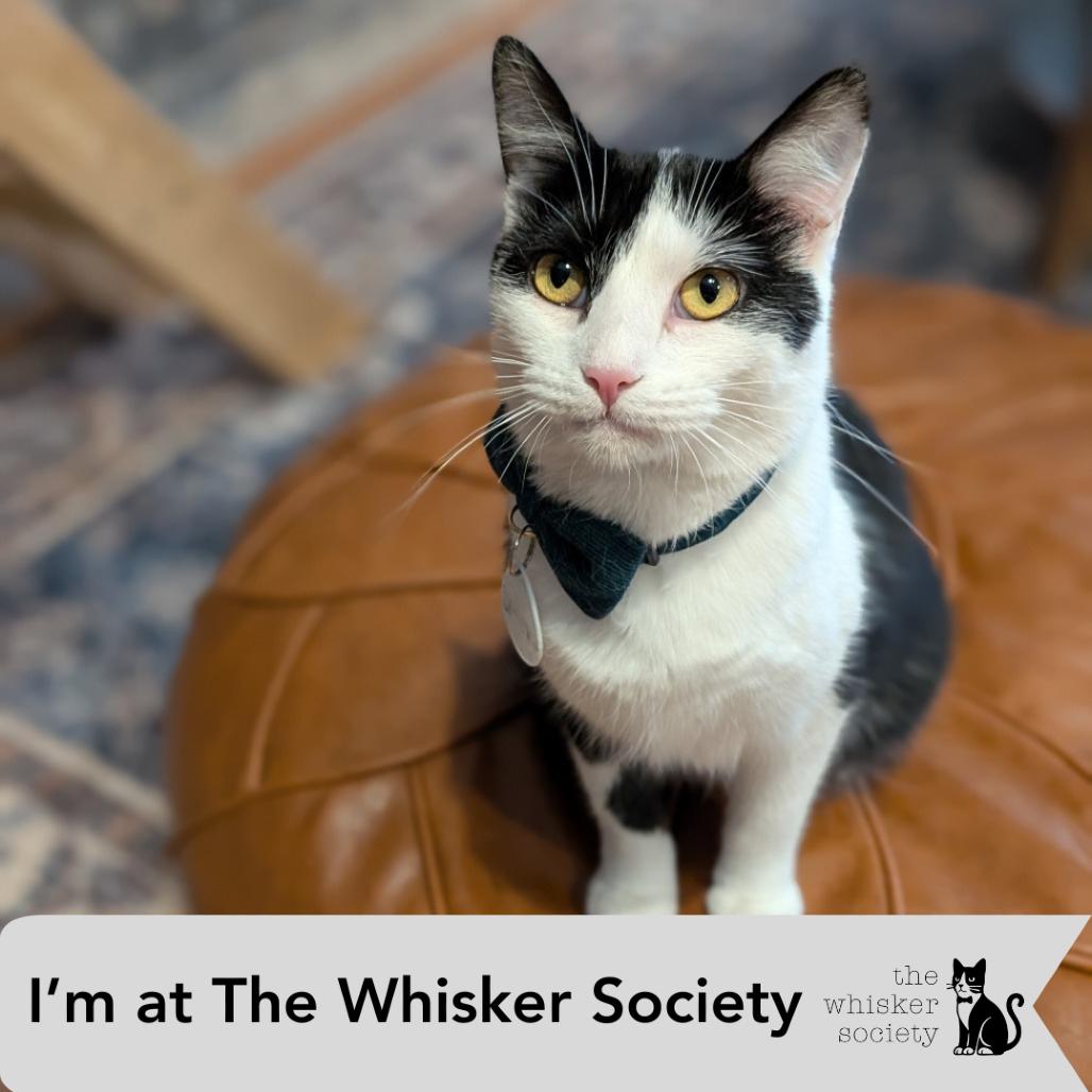 Semeru, a Adoptable Domestic Medium Hair in Brookfield, WI image 1/6