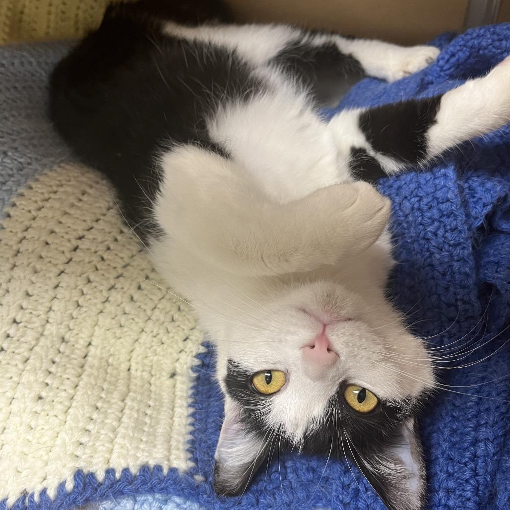 Semeru, Adoptable, Young Female Domestic Medium Hair.