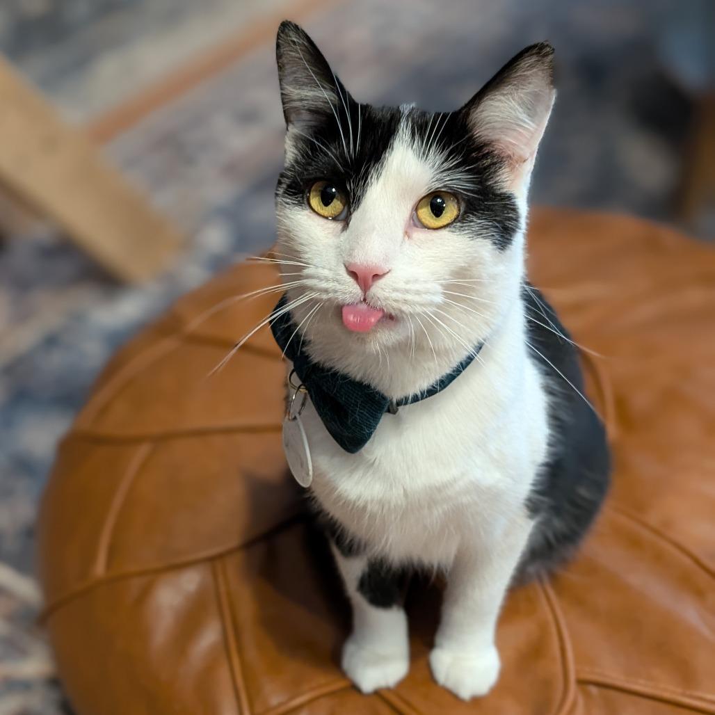 Semeru, a Adoptable Domestic Medium Hair in Brookfield, WI image 3/6