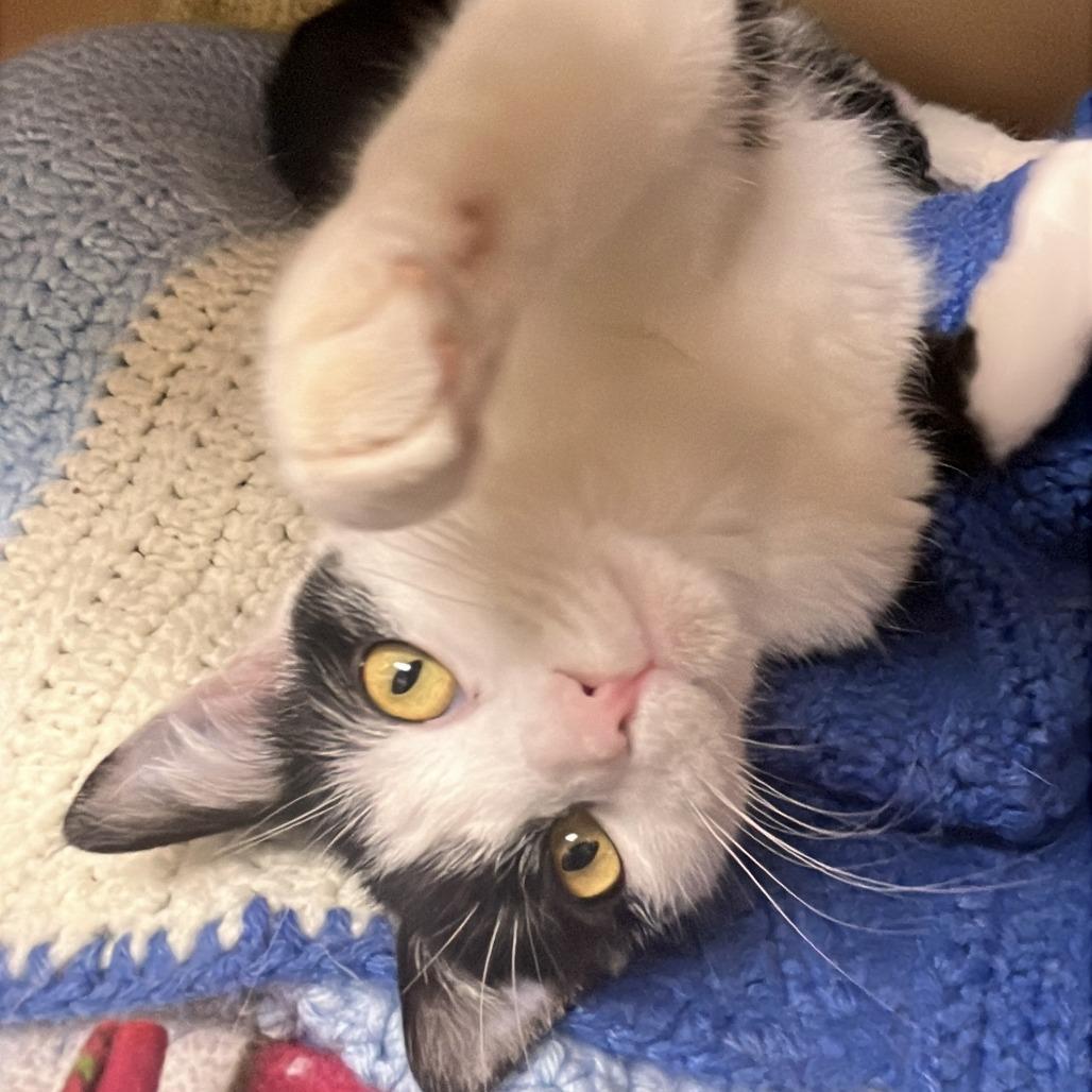 Enlarge Semeru, a Adoptable Domestic Medium Hair in Brookfield, WI image 2/5