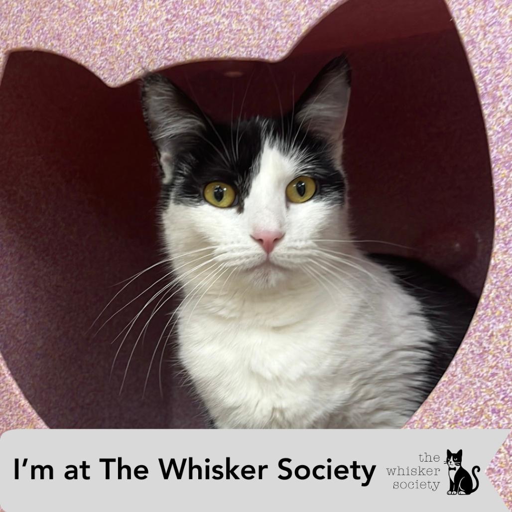 Enlarge Semeru, a Adoptable Domestic Medium Hair in Brookfield, WI image 3/5