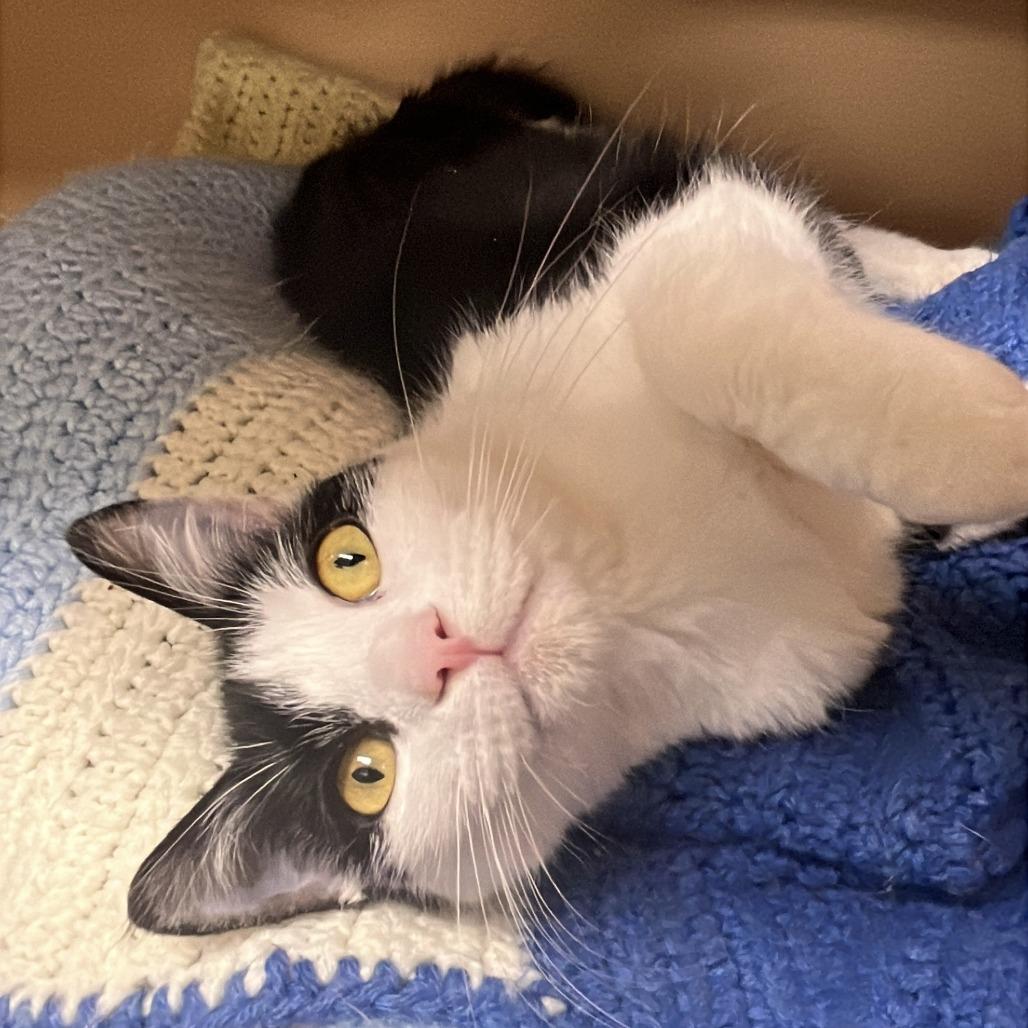 Enlarge Semeru, a Adoptable Domestic Medium Hair in Brookfield, WI image 4/5