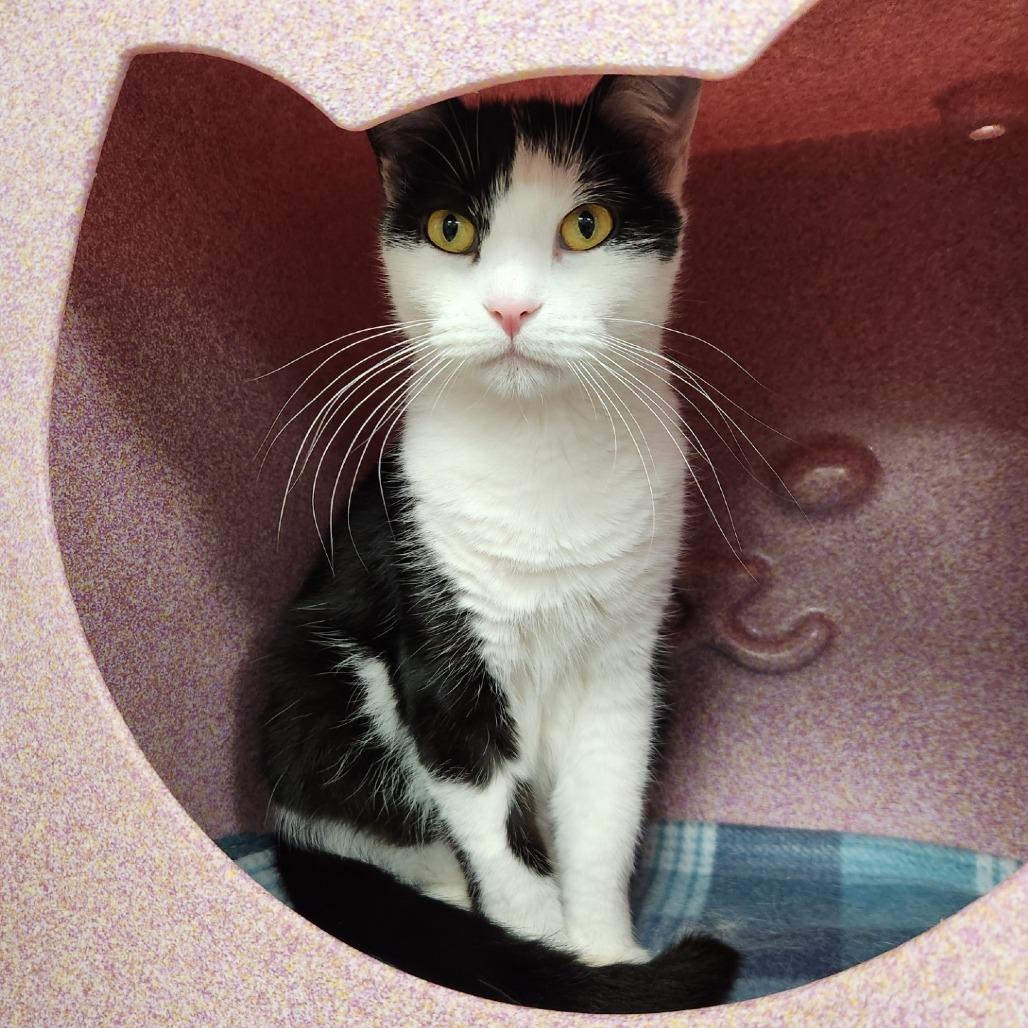 Enlarge Semeru, a Adoptable Domestic Medium Hair in Brookfield, WI image 5/5
