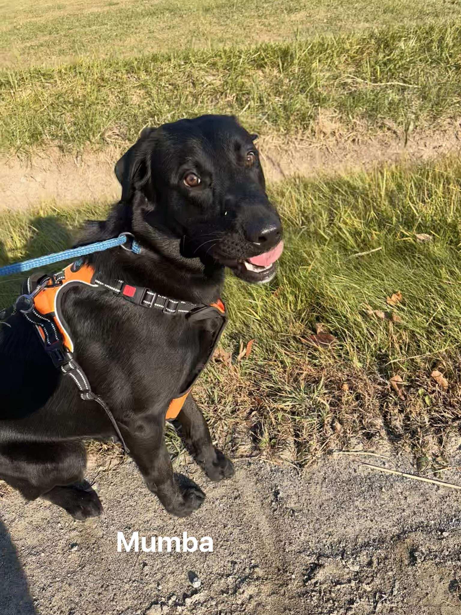 Enlarge Mumba, a Adoptable mixed breed in Vaudreuil-Dorion, QC image 1/4