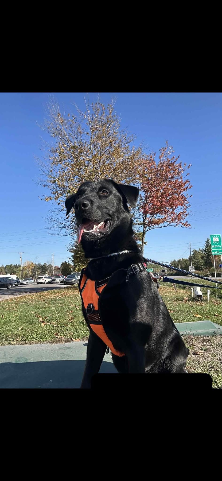 Enlarge Mumba, a Adoptable mixed breed in Vaudreuil-Dorion, QC image 2/4