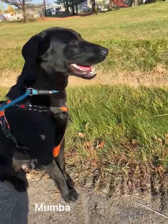 Enlarge Mumba, a Adoptable mixed breed in Vaudreuil-Dorion, QC video 3/4