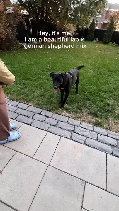 Enlarge Mumba, a Adoptable mixed breed in Vaudreuil-Dorion, QC video 4/4