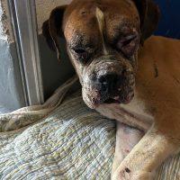 Sebastian, a ADOPTABLE Boxer in Davis, CA image 6/6