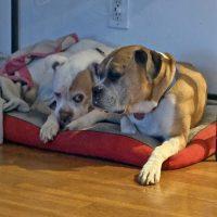 Sebastian, a ADOPTABLE Boxer in Davis, CA image 3/6