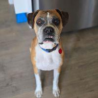 Sebastian, ADOPTABLE, Adult Male Boxer.