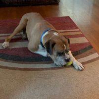 Sebastian, a ADOPTABLE Boxer in Davis, CA image 4/6
