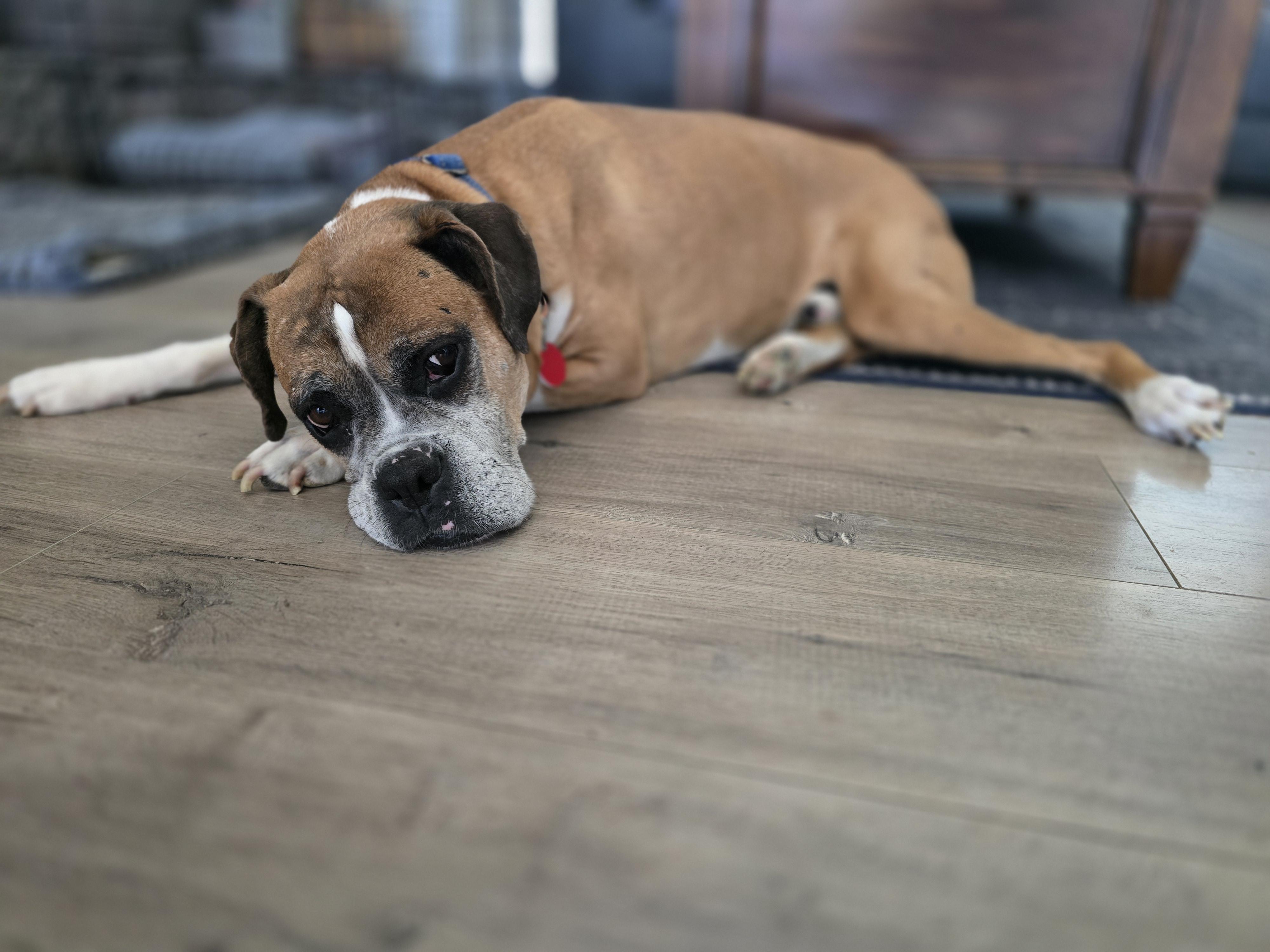 Enlarge Sebastian, a ADOPTABLE Boxer in Davis, CA image 4/6