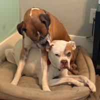 Sebastian, a ADOPTABLE Boxer in Davis, CA image 5/6