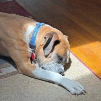 Sebastian, a ADOPTABLE Boxer in Davis, CA image 2/6