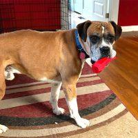 Sebastian, ADOPTABLE, Adult Male Boxer.