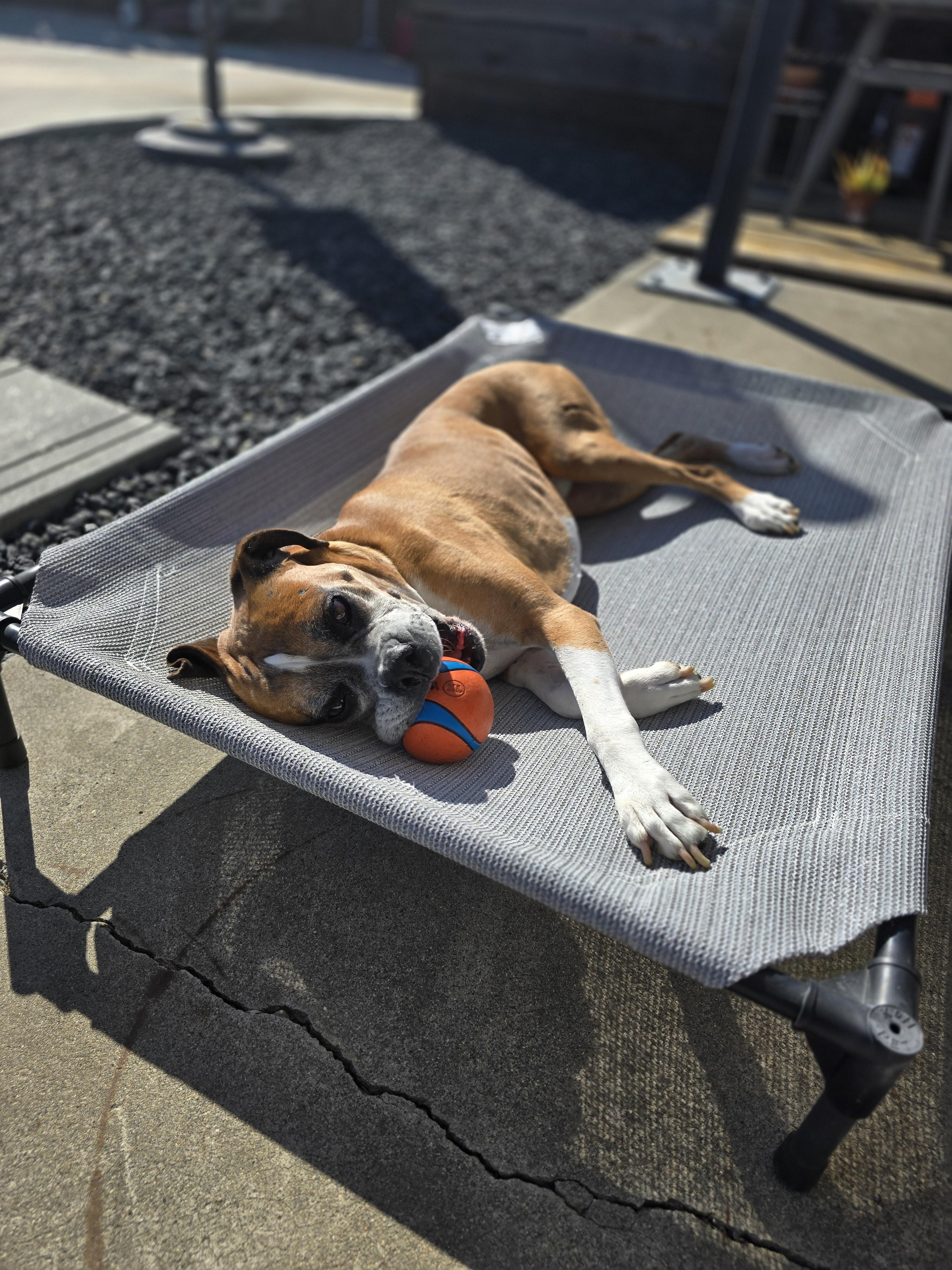 Enlarge Sebastian, a ADOPTABLE Boxer in Davis, CA image 2/6