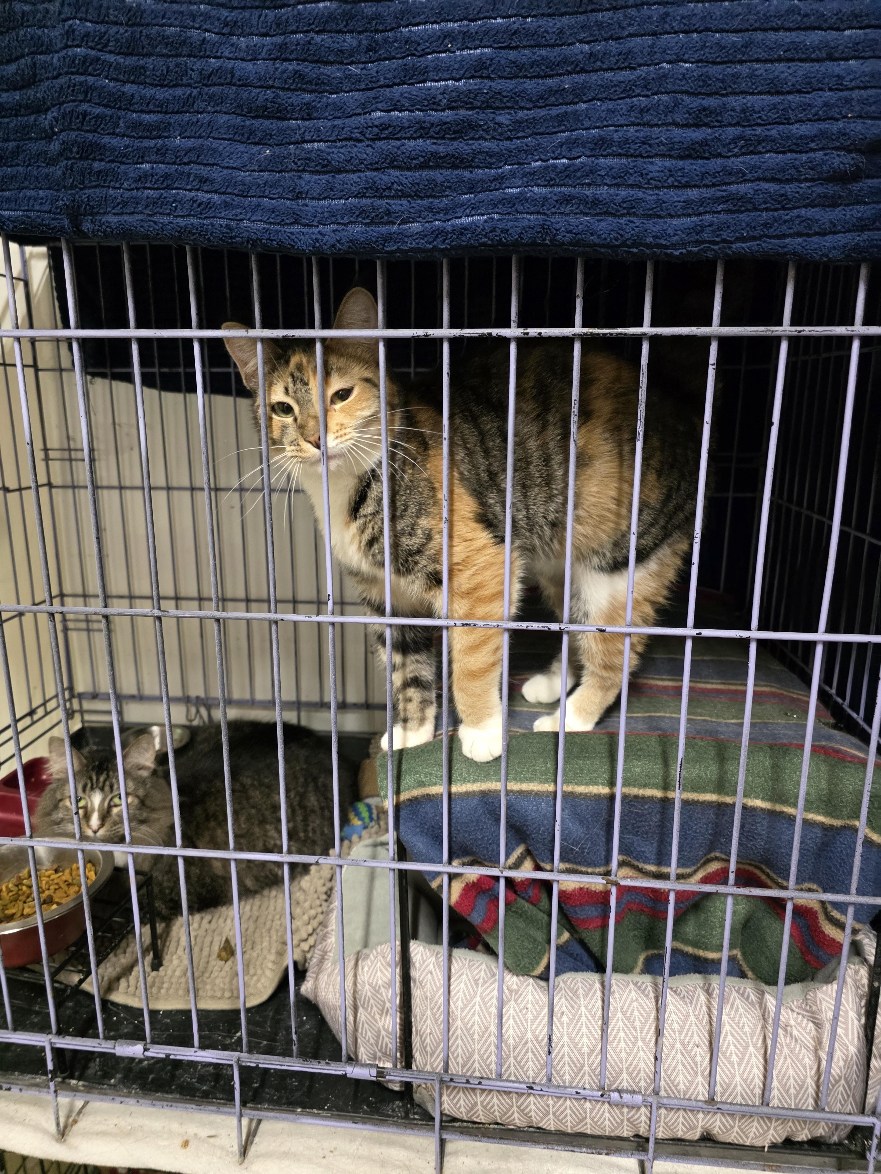 zena and Rosie, an adopted Domestic Long Hair in Jackson, MO image 1/2