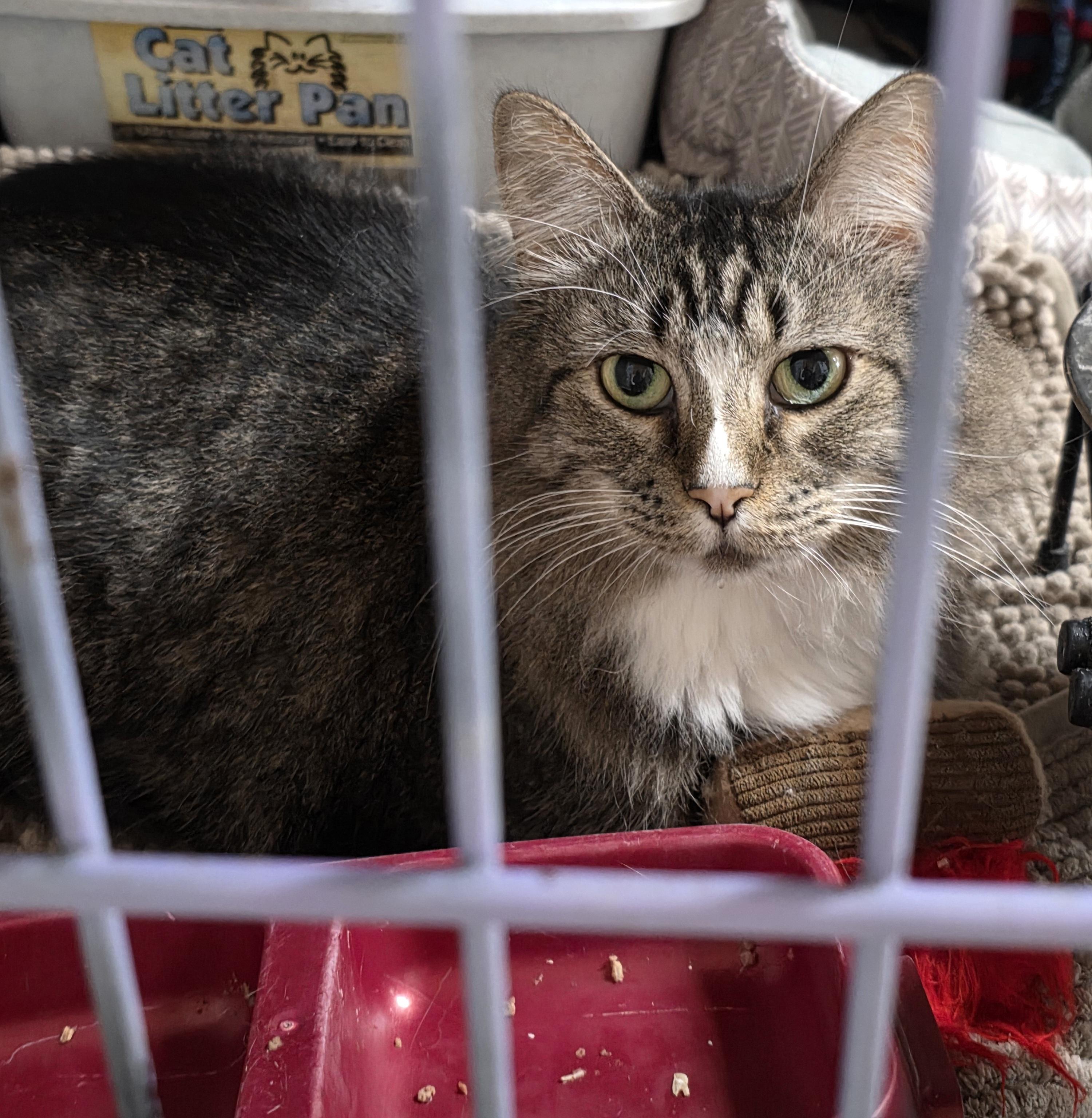 zena and Rosie, an adopted Domestic Long Hair in Jackson, MO image 2/2