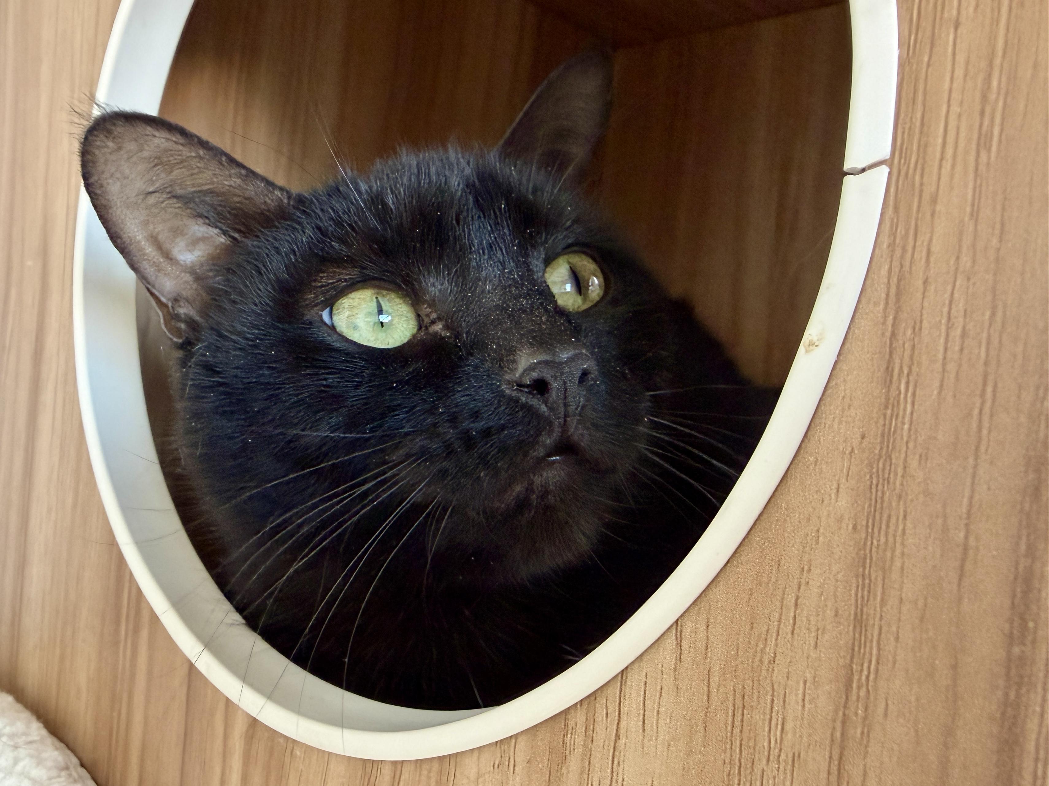 Enlarge Paulina, a Adoptable American Shorthair in Hull, MA image 1/5