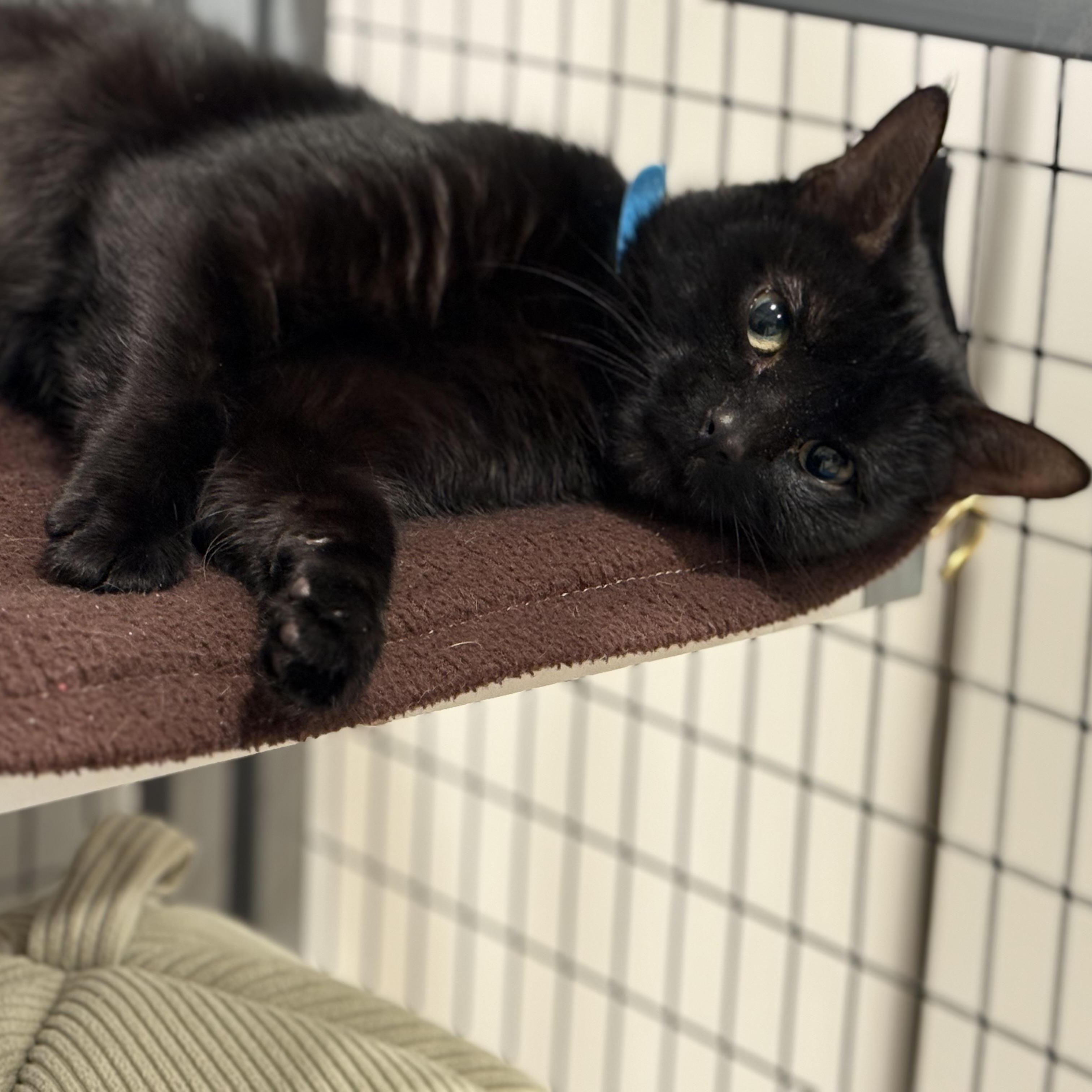 Enlarge Paulina, a Adoptable American Shorthair in Hull, MA image 2/5