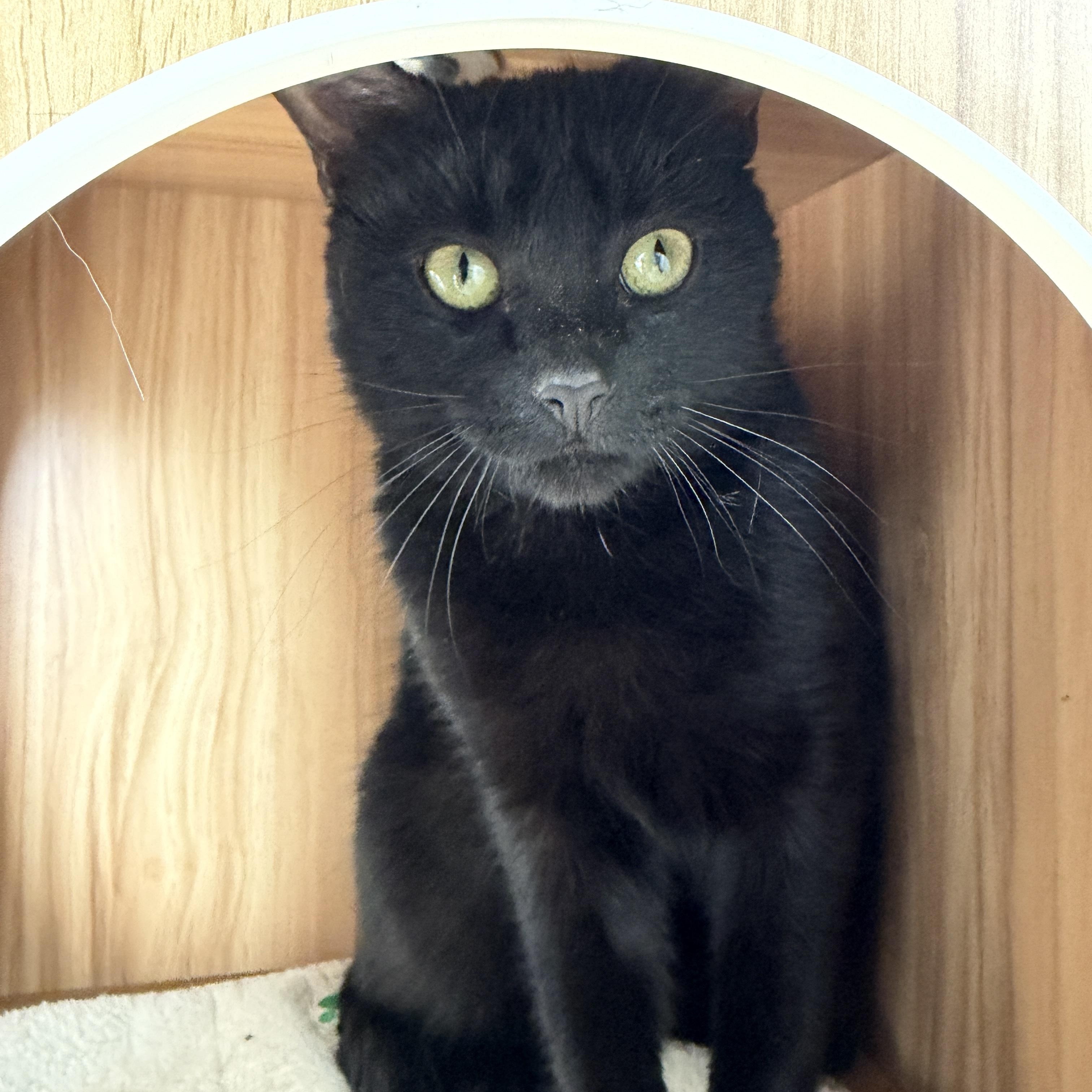 Enlarge Paulina, a Adoptable American Shorthair in Hull, MA image 3/5