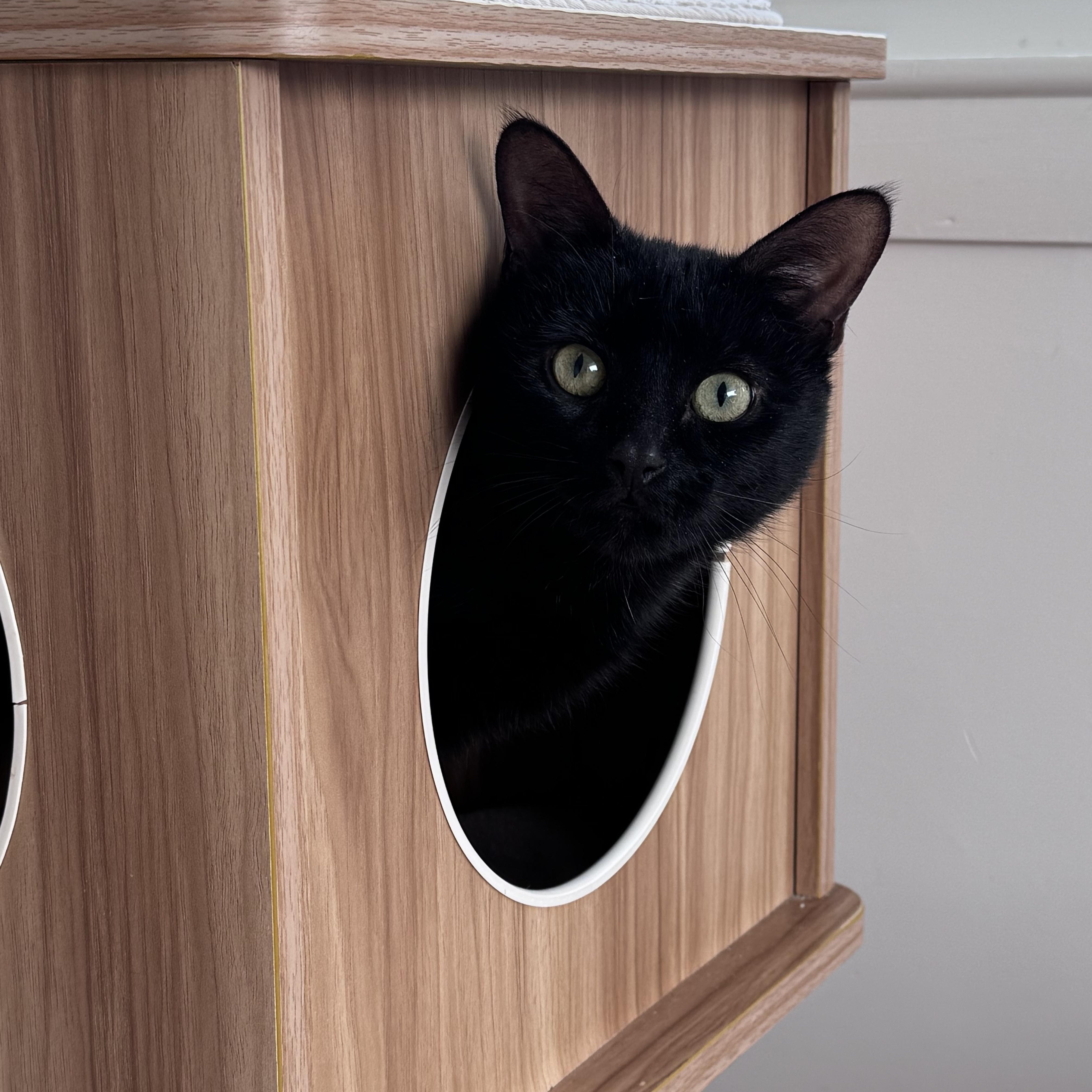 Paulina, Adoptable, Adult Female American Shorthair.