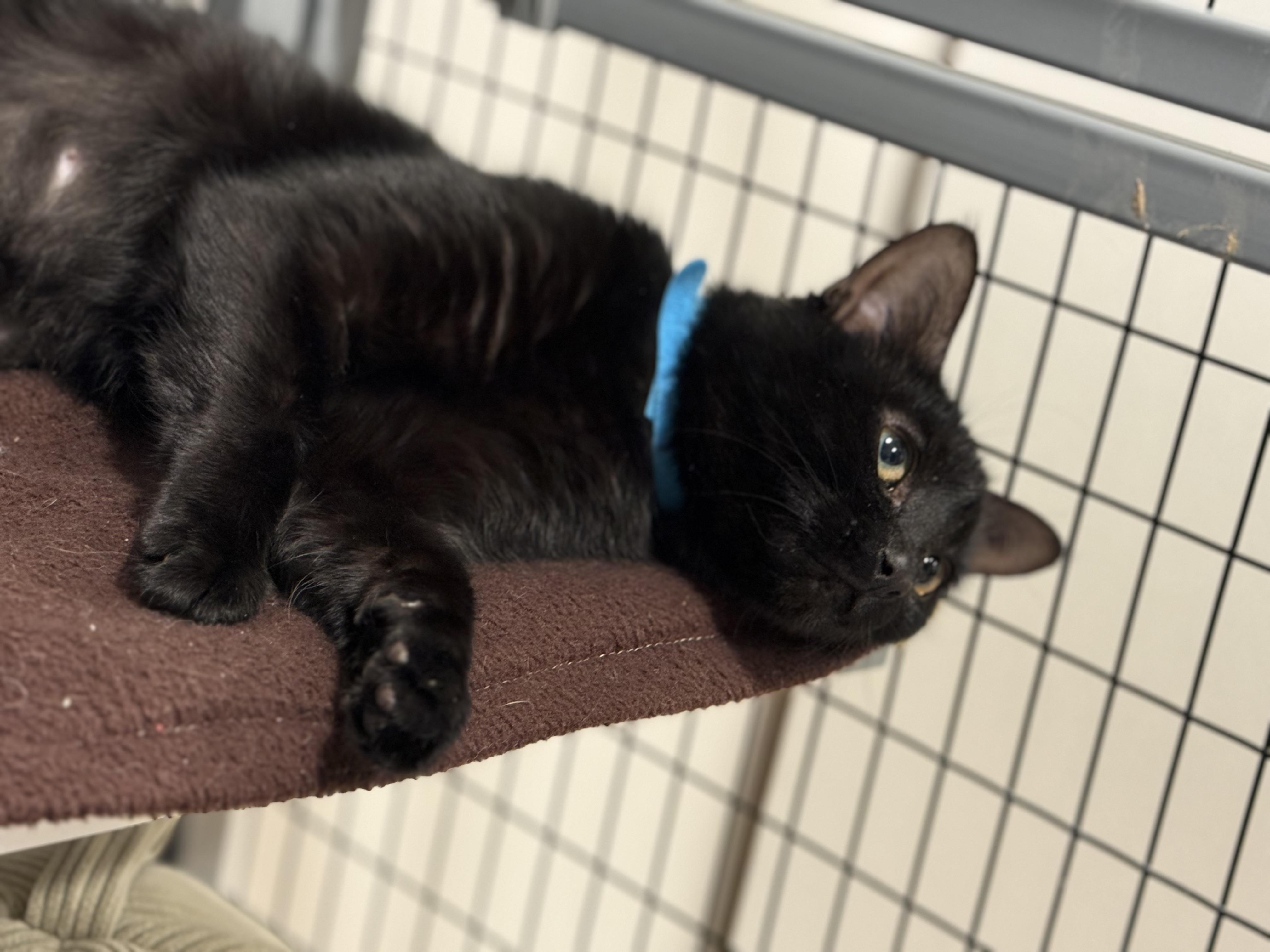 Enlarge Paulina, a Adoptable American Shorthair in Hull, MA image 3/4