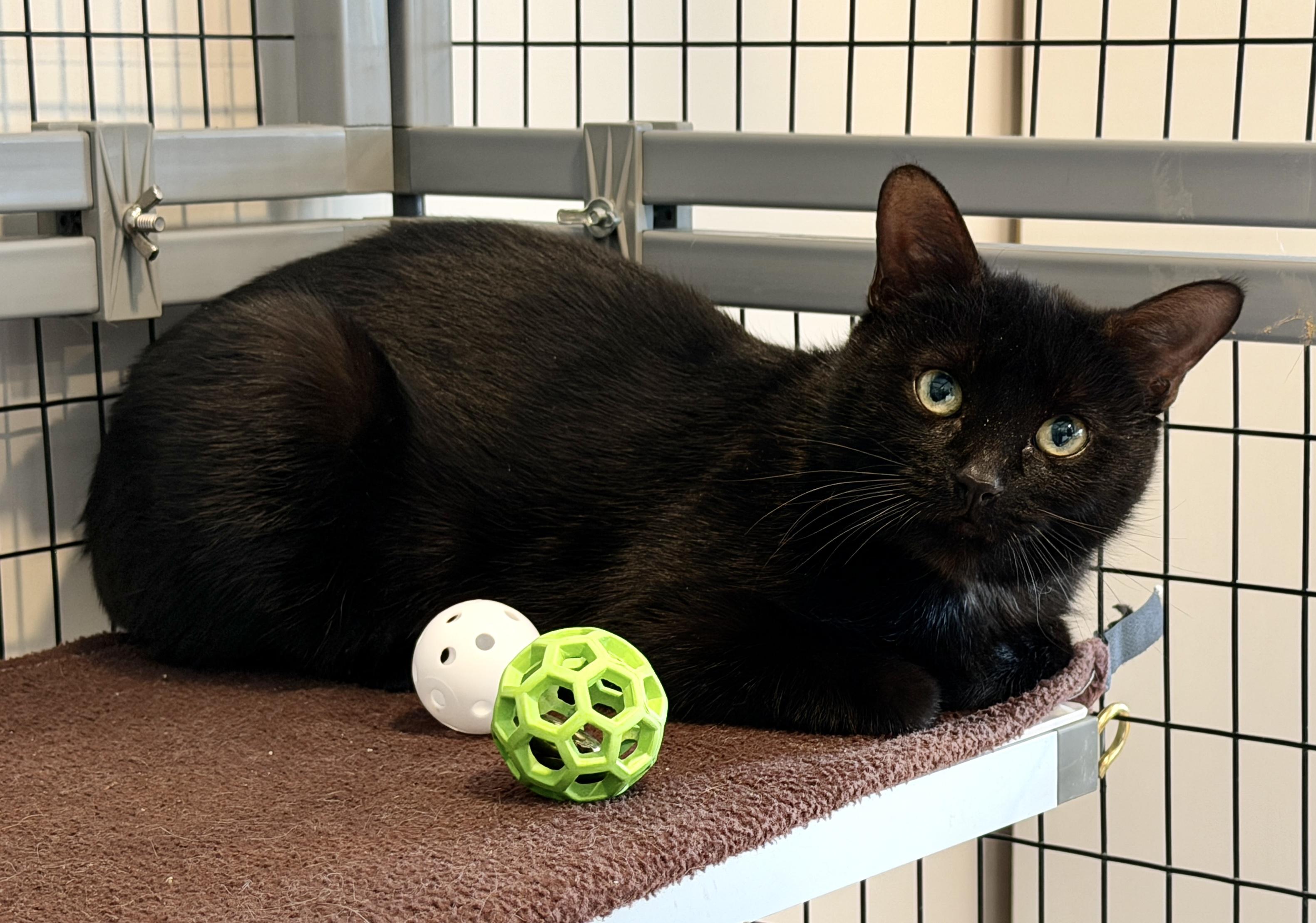 Enlarge Paulina, a Adoptable American Shorthair in Hull, MA image 1/4