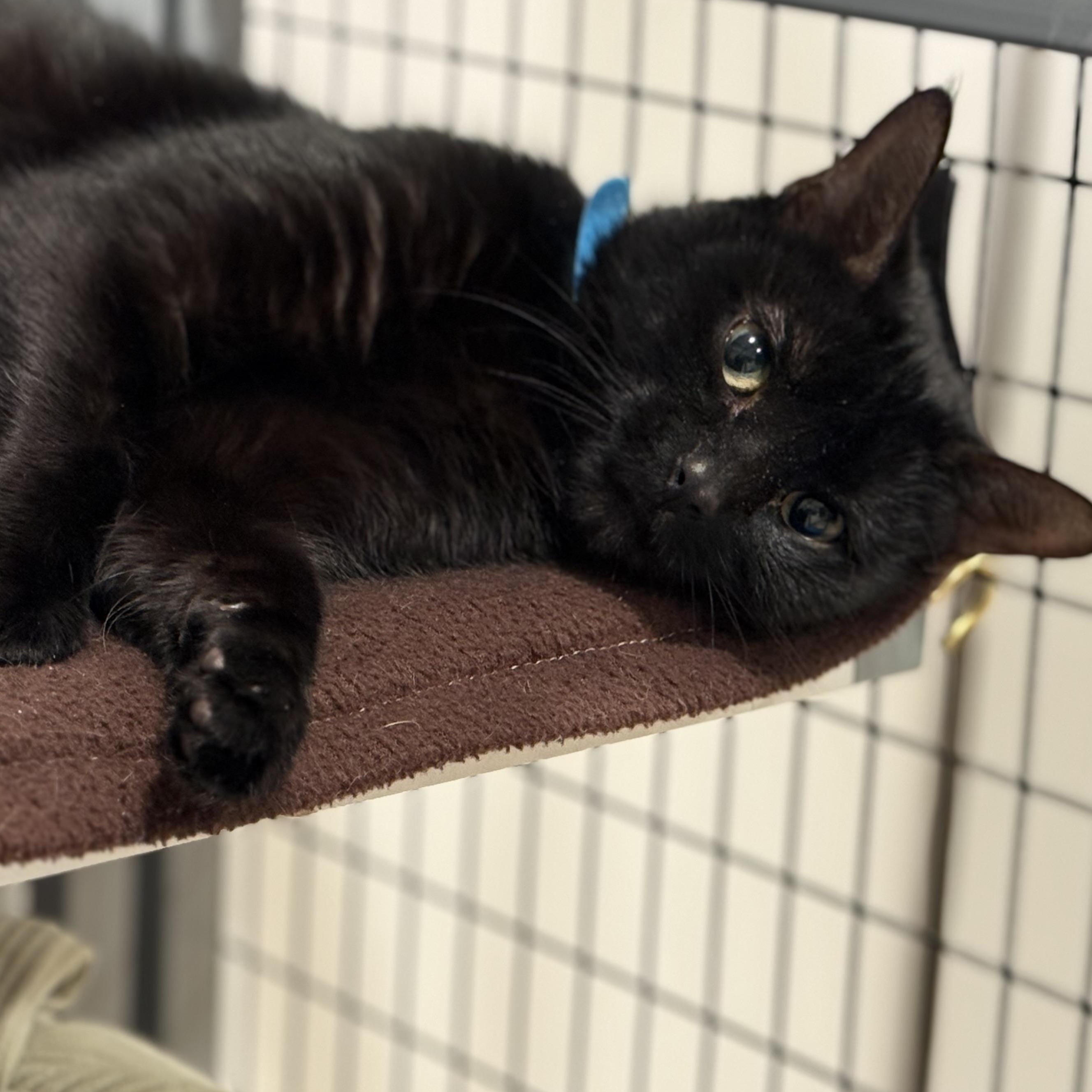 Enlarge Paulina, a Adoptable American Shorthair in Hull, MA image 4/5