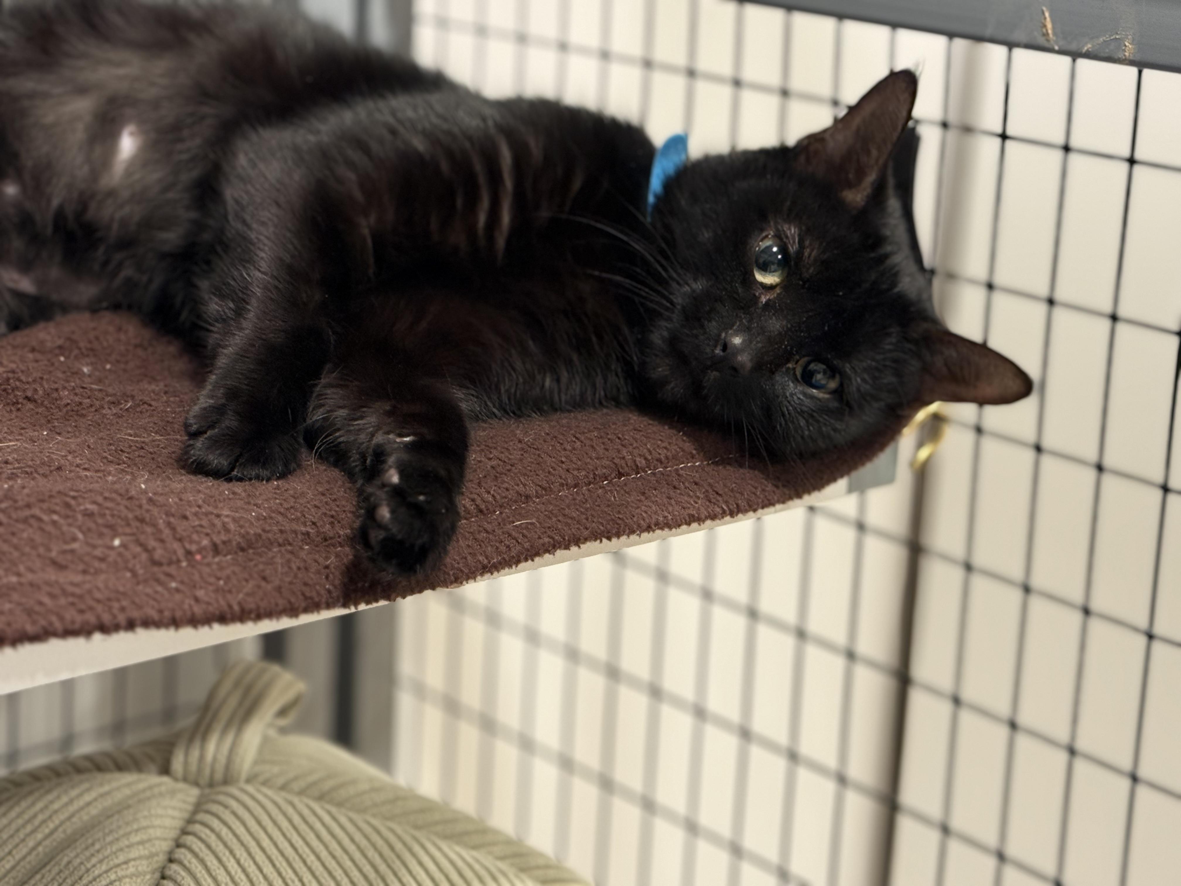 Enlarge Paulina, a Adoptable American Shorthair in Hull, MA image 2/4