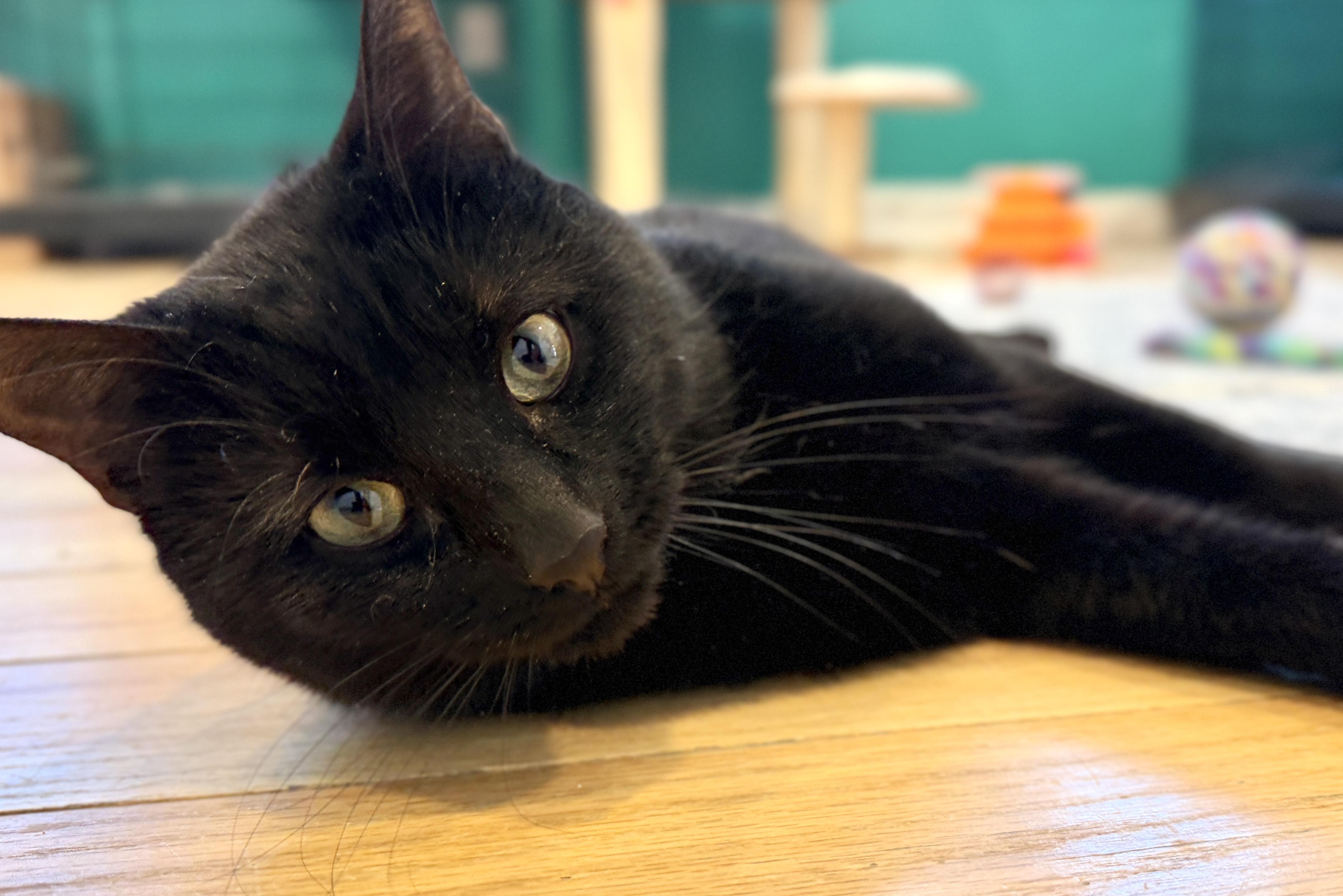 Enlarge Paulina, a Adoptable American Shorthair in Hull, MA image 2/5