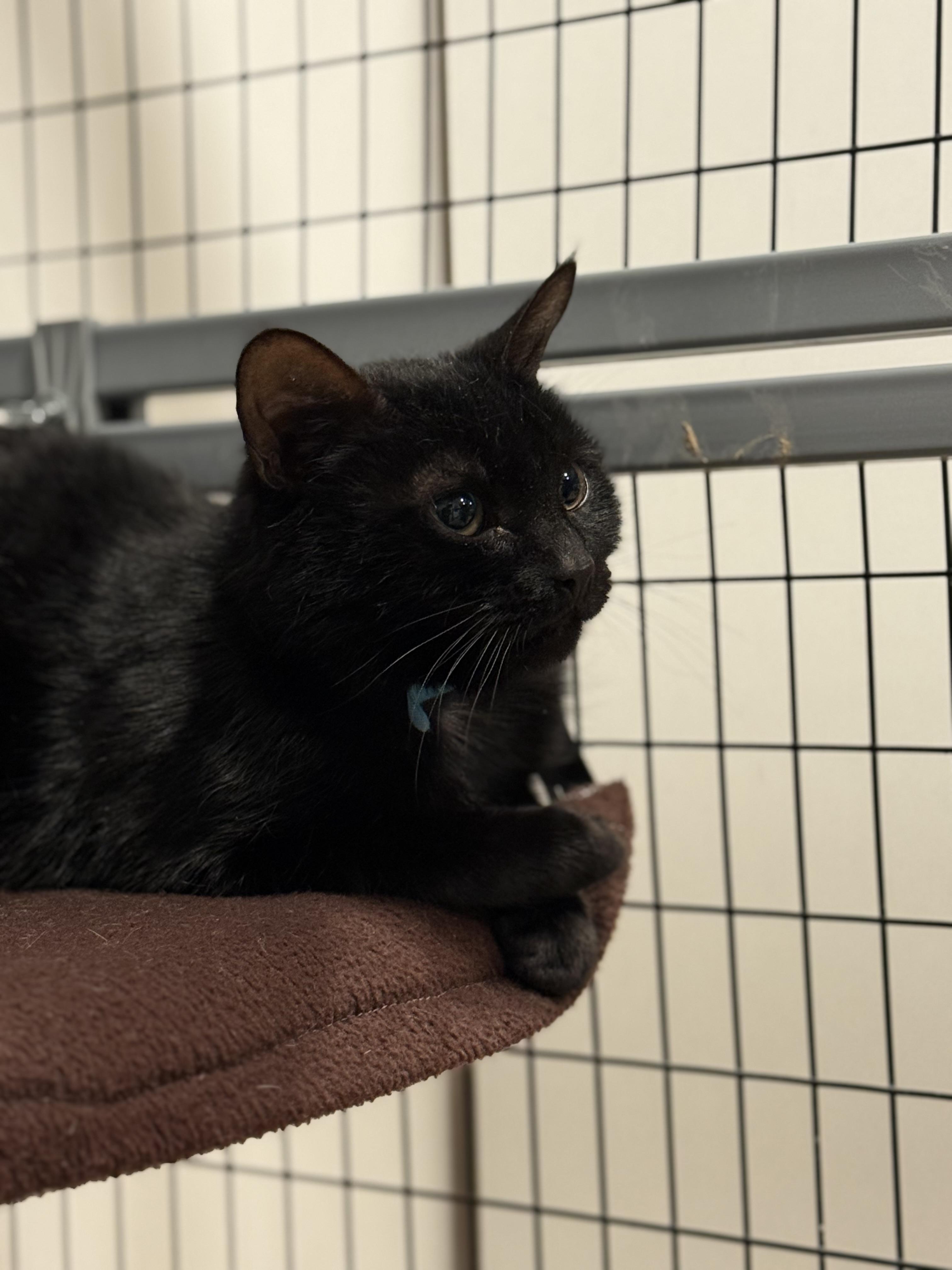 Enlarge Paulina, a Adoptable American Shorthair in Hull, MA image 4/4