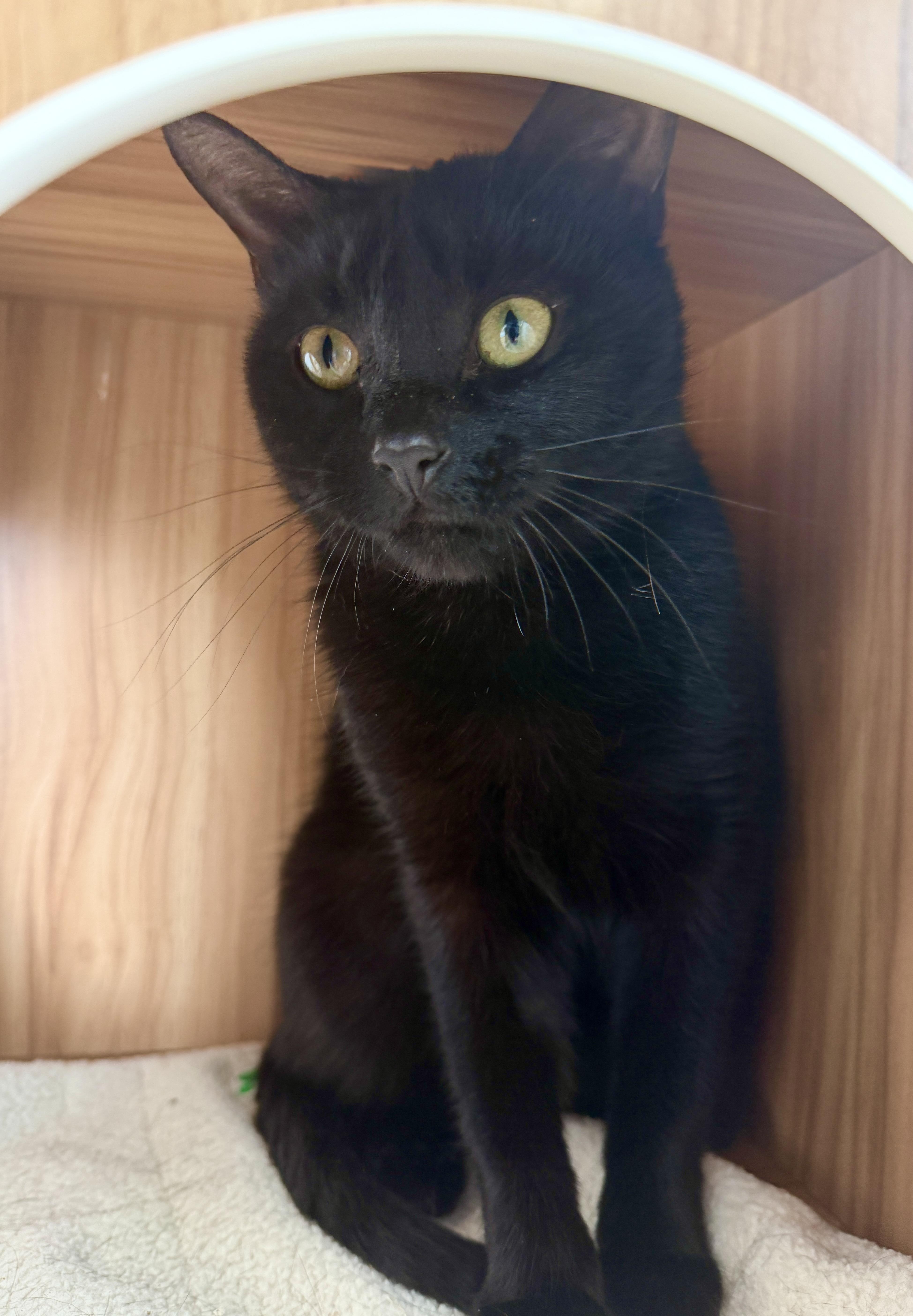 Enlarge Paulina, a Adoptable American Shorthair in Hull, MA image 4/5