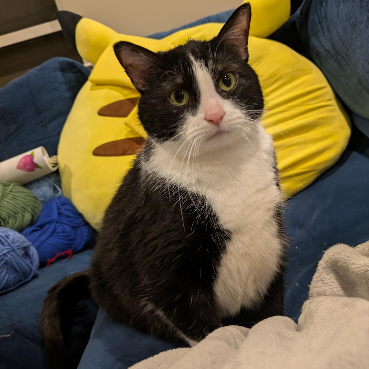 Enlarge Jackie, a ADOPTABLE Domestic Short Hair in Philadelphia, PA image 2/5