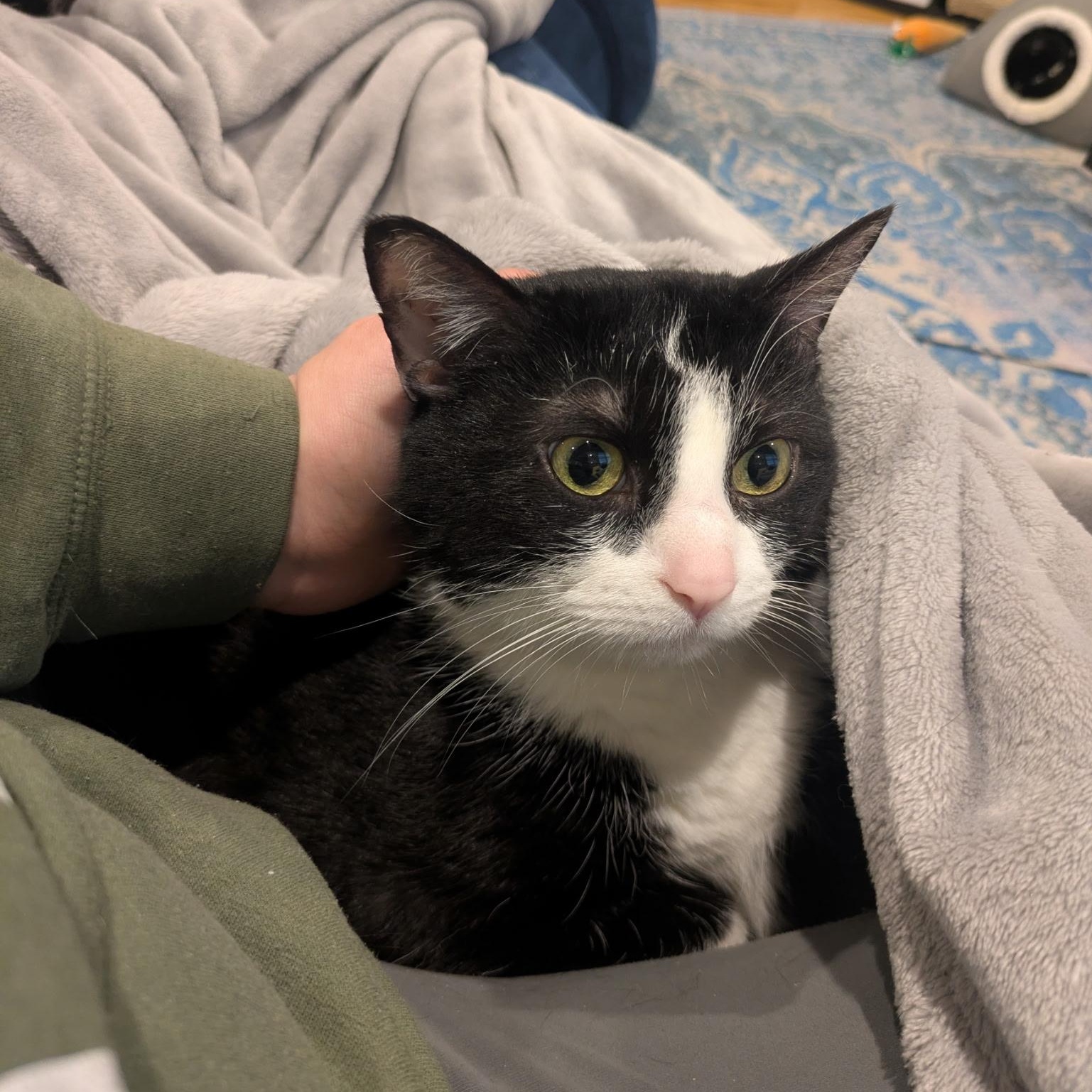 Enlarge Jackie, a ADOPTABLE Domestic Short Hair in Philadelphia, PA image 5/5