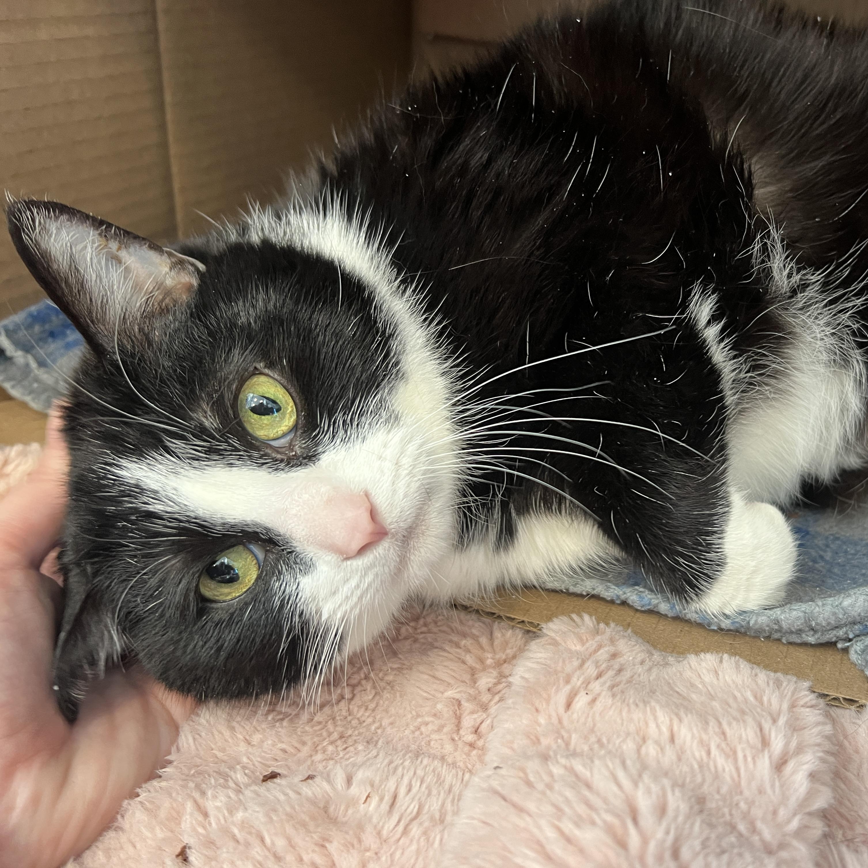 Enlarge Jackie, a ADOPTABLE Domestic Short Hair in Philadelphia, PA image 1/5