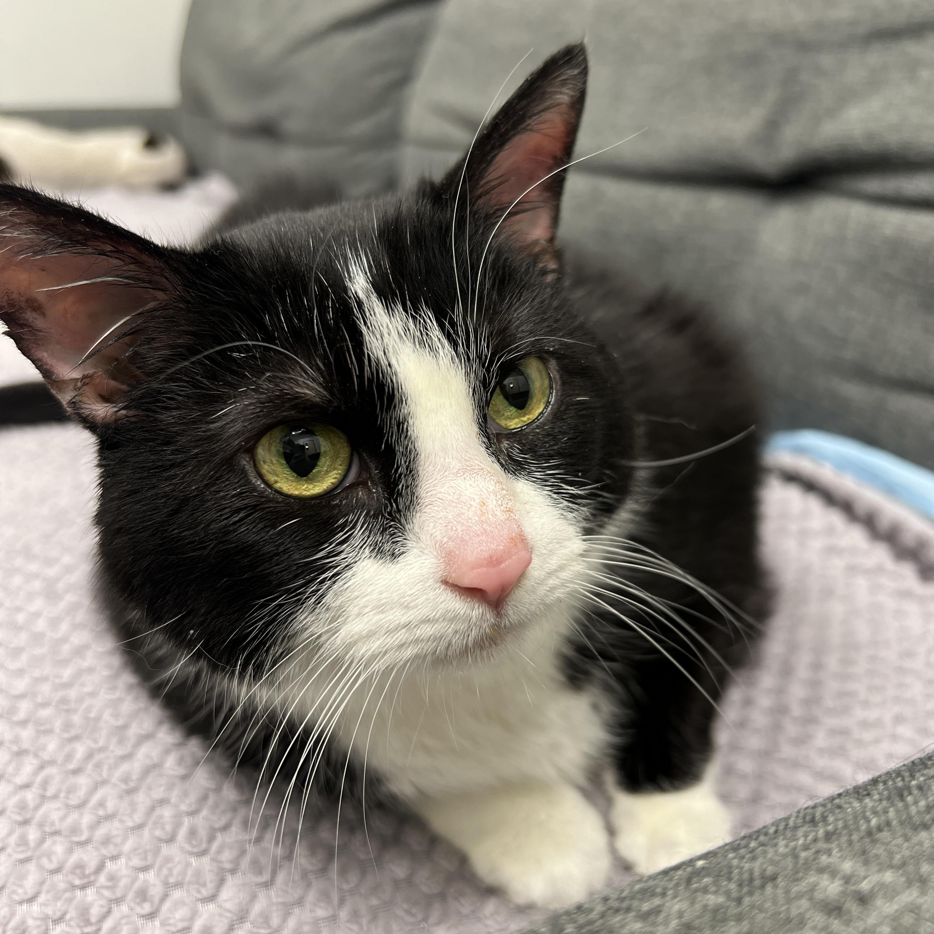 Enlarge Jackie, a ADOPTABLE Domestic Short Hair in Philadelphia, PA image 3/5