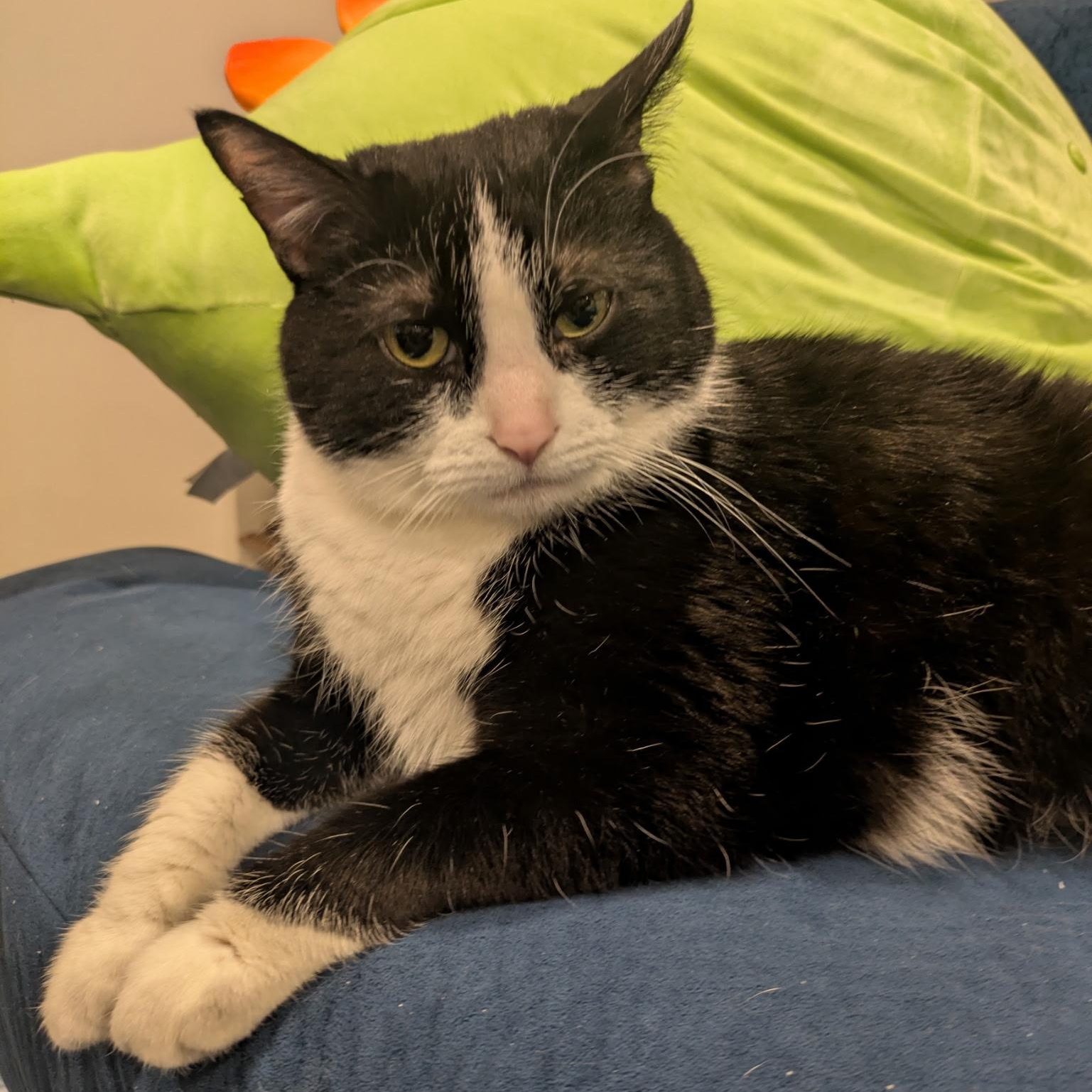 Enlarge Jackie, a ADOPTABLE Domestic Short Hair in Philadelphia, PA image 4/5