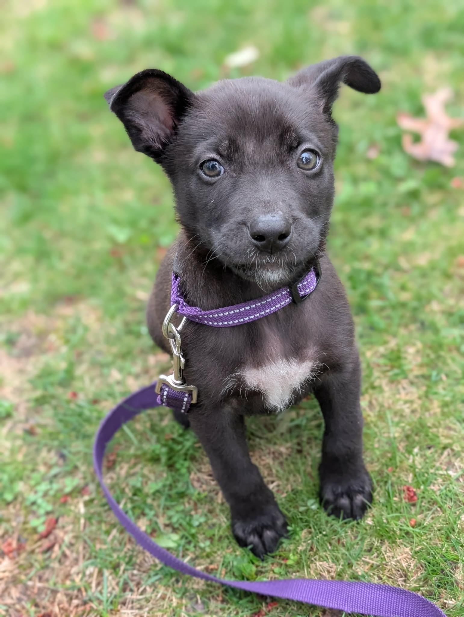 MINNIE, an adopted mixed breed in Worcester, MA image 4/4