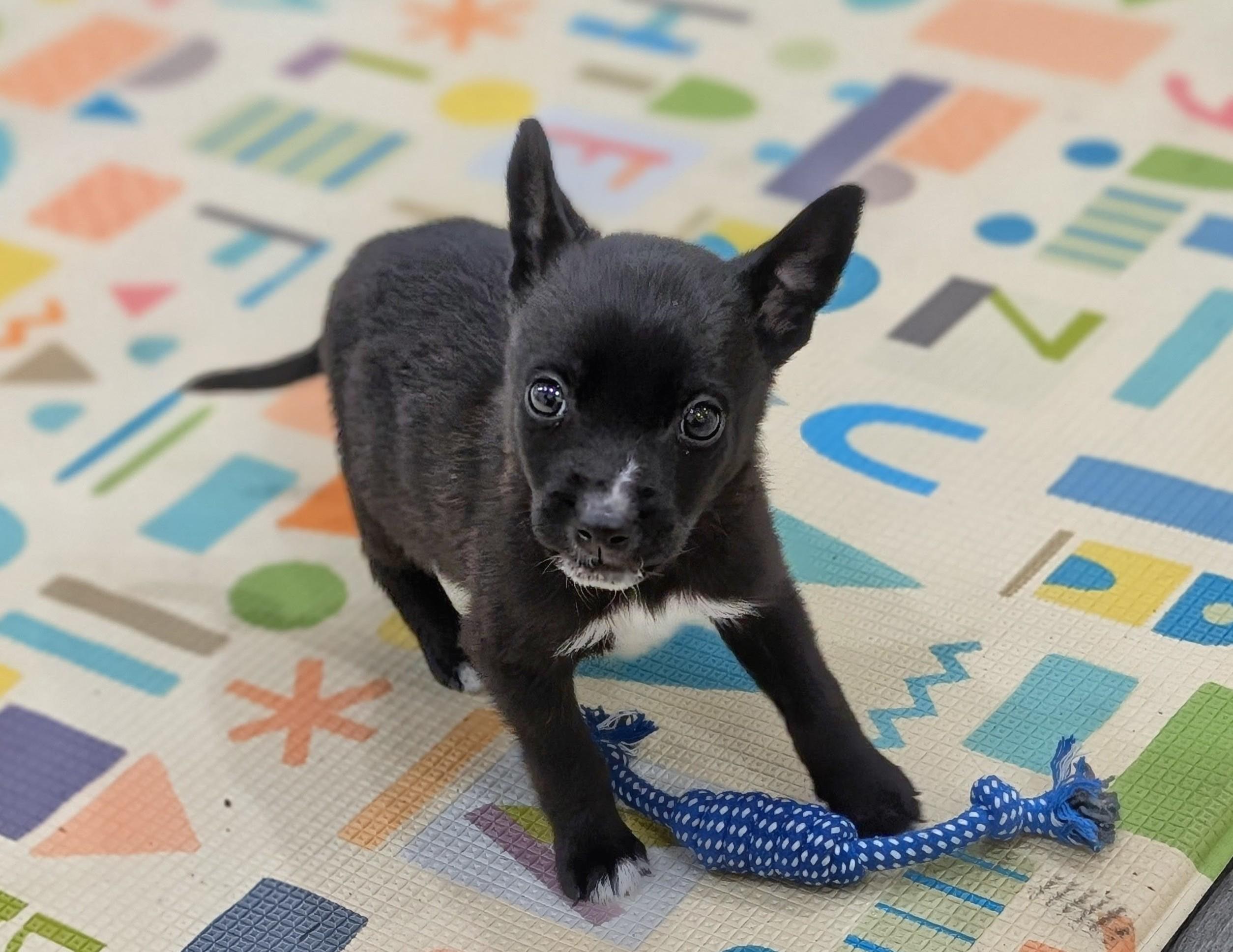 MINNIE, an adopted mixed breed in Worcester, MA image 2/4